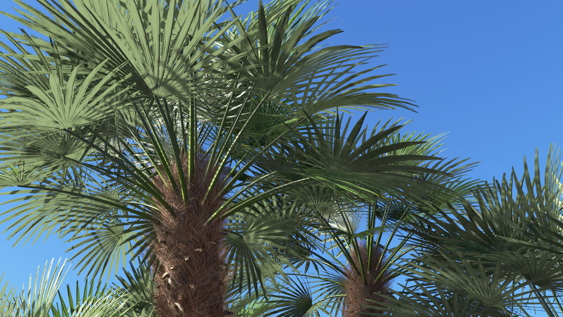 3D model of the Mediterranean fan palm Chamaerops humilis close-up