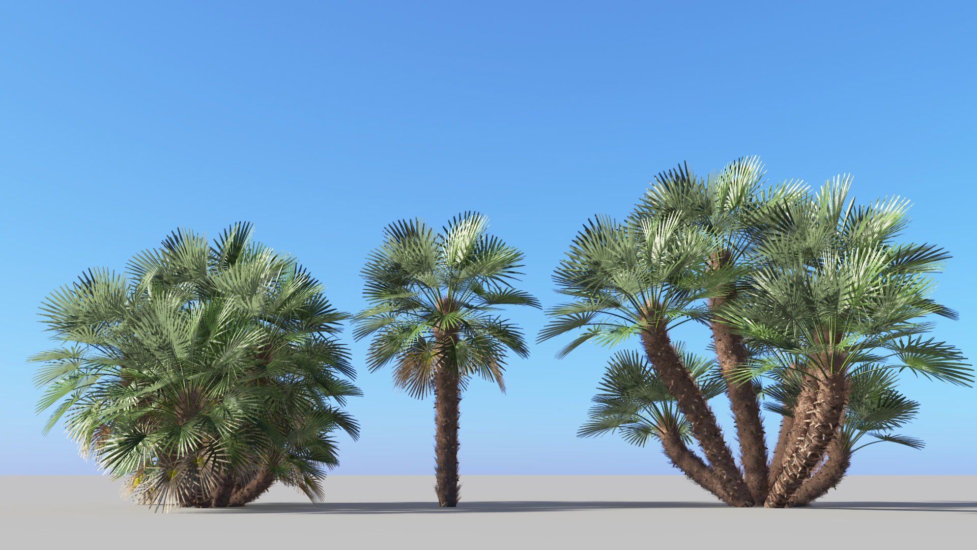 3D model of the Mediterranean fan palm Chamaerops humilis
