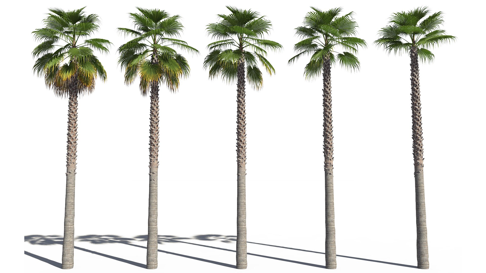 3D model of the Mexican fan palm Washingtonia robusta