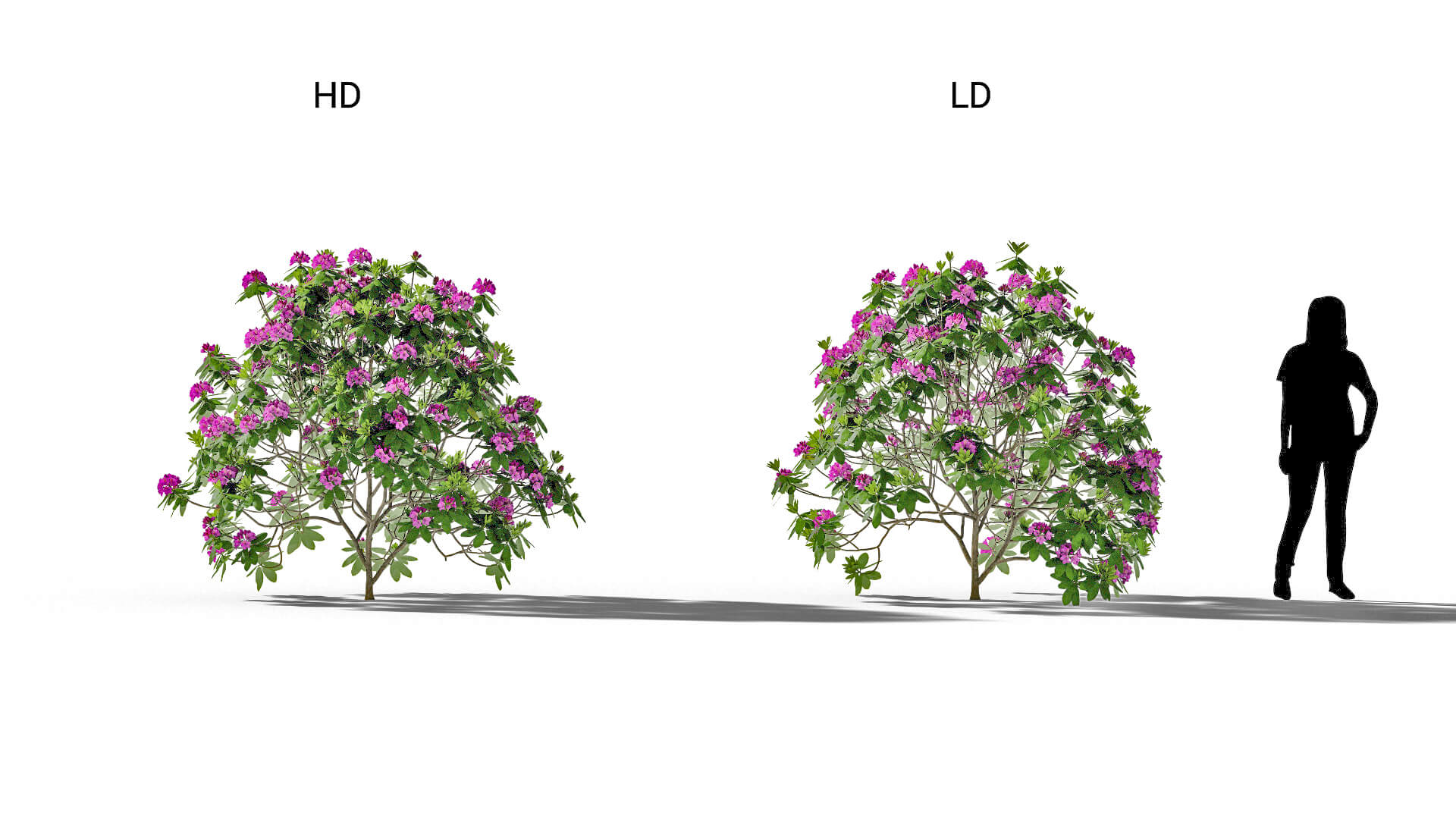 3D model of the Mountain rosebay Rhododendron catawbiense included versions