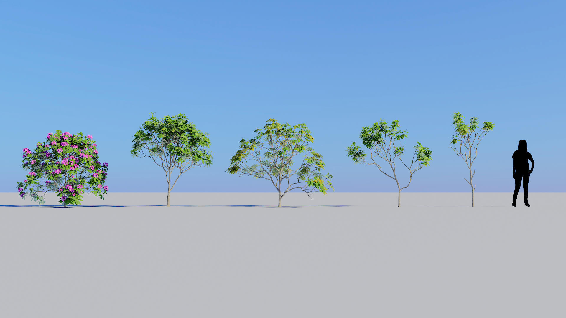 3D model of the Mountain rosebay Rhododendron catawbiense