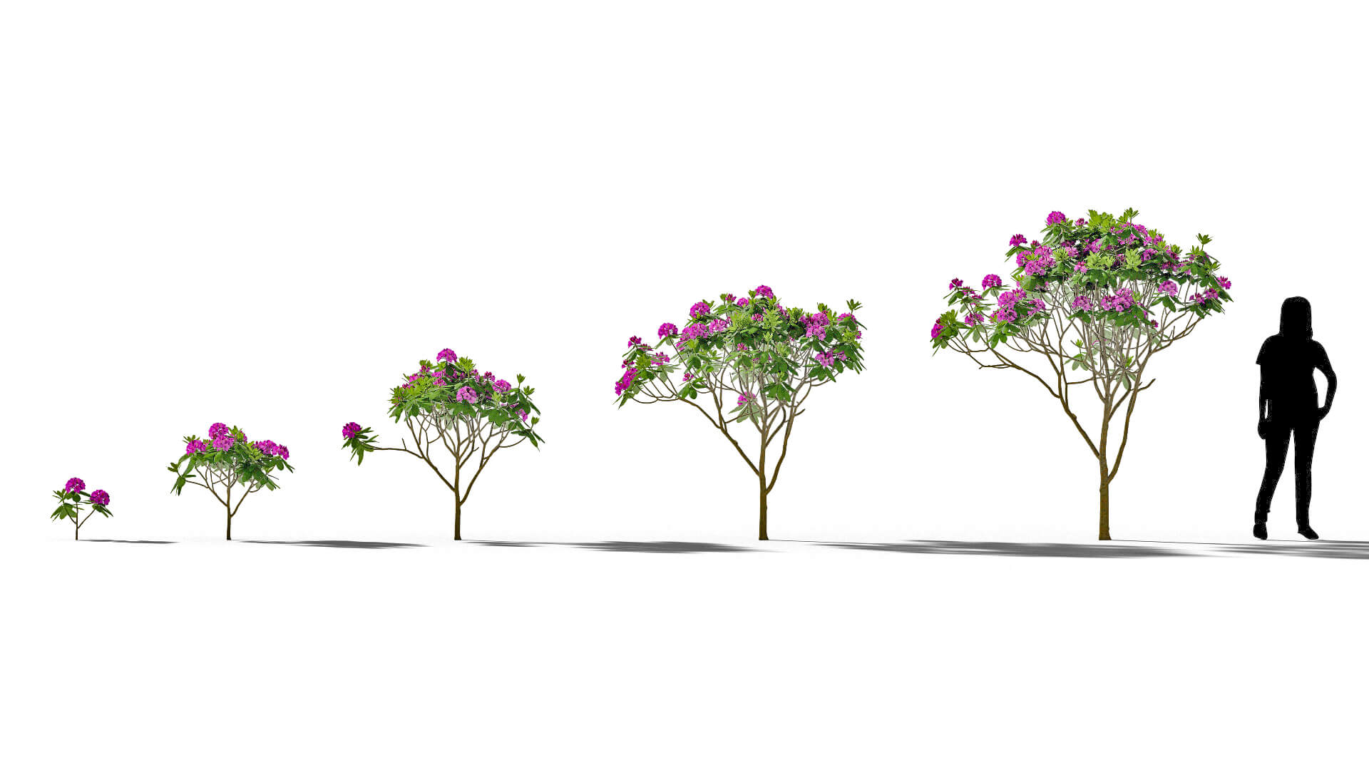 3D model of the Mountain rosebay Rhododendron catawbiense maturity variations