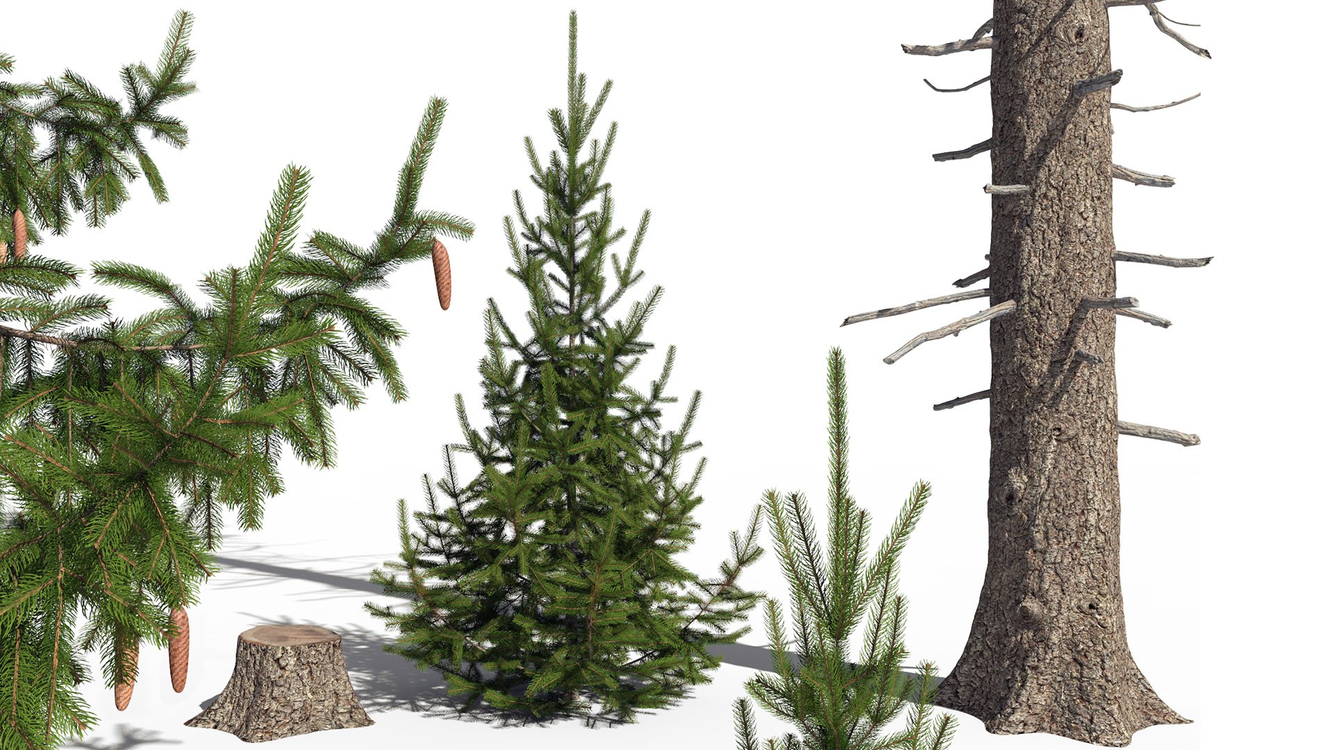 3D model of the Norway spruce Picea abies