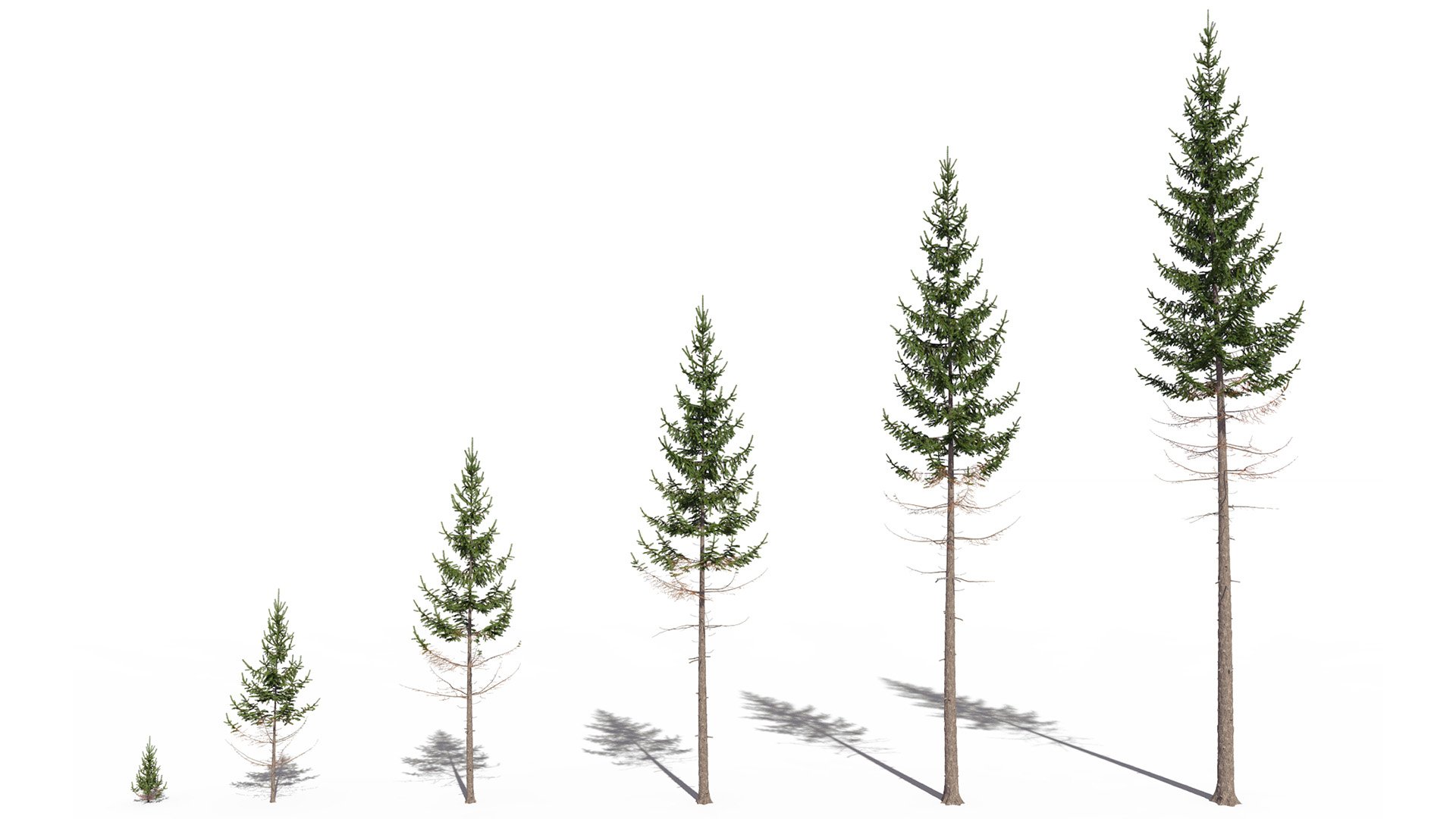 3D model of the Norway spruce Picea abies