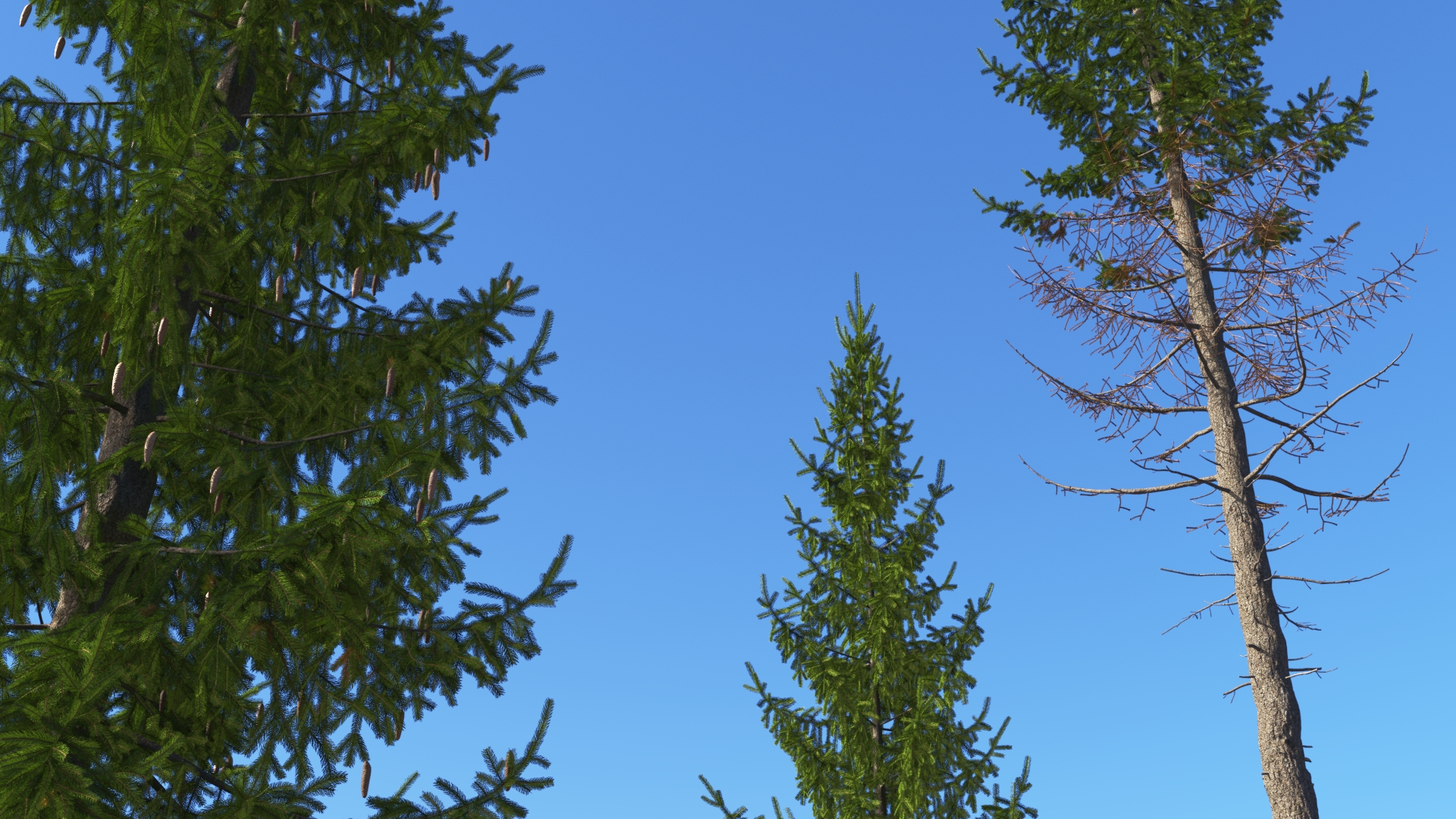 3D model of the Norway spruce Picea abies close-up
