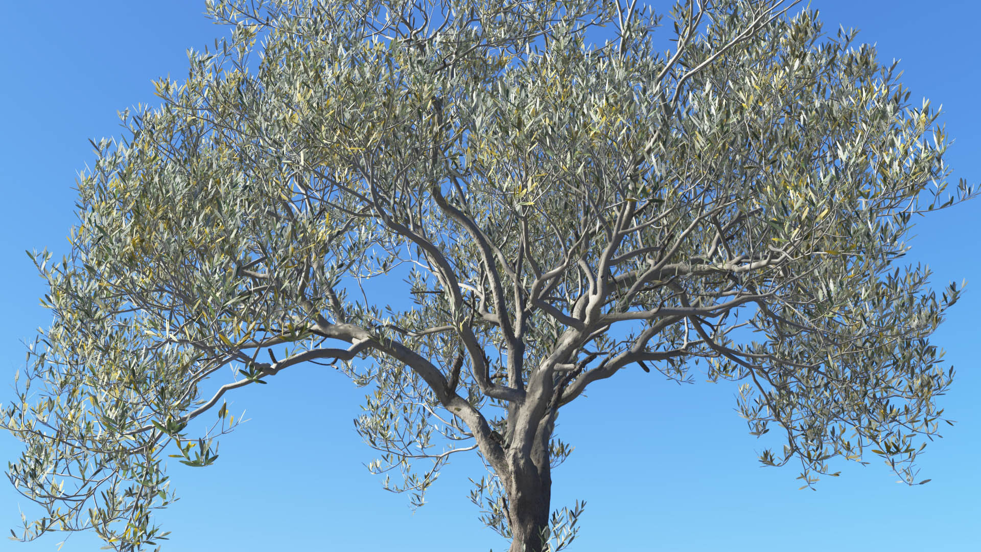 3D model of the Olive tree Olea europaea close-up