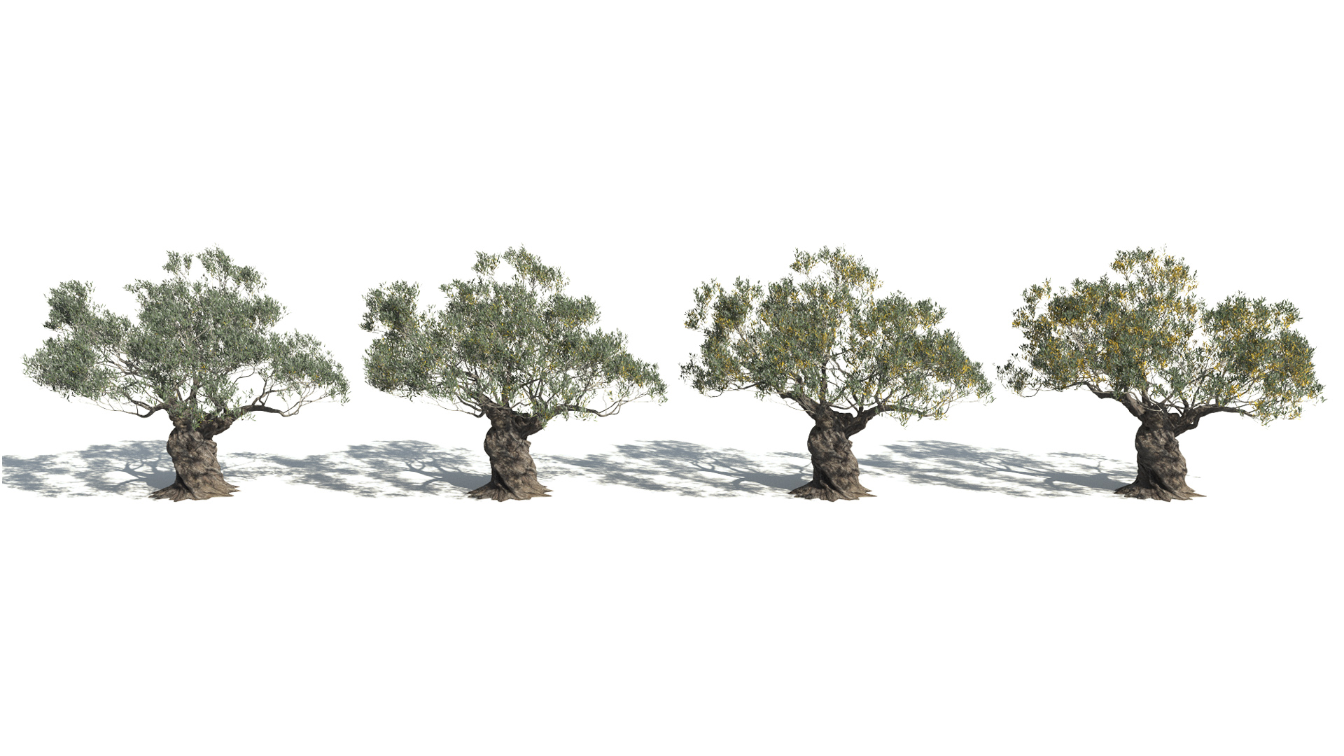 3D model of the Ornamental Olive tree Olea europaea ornamental health variations