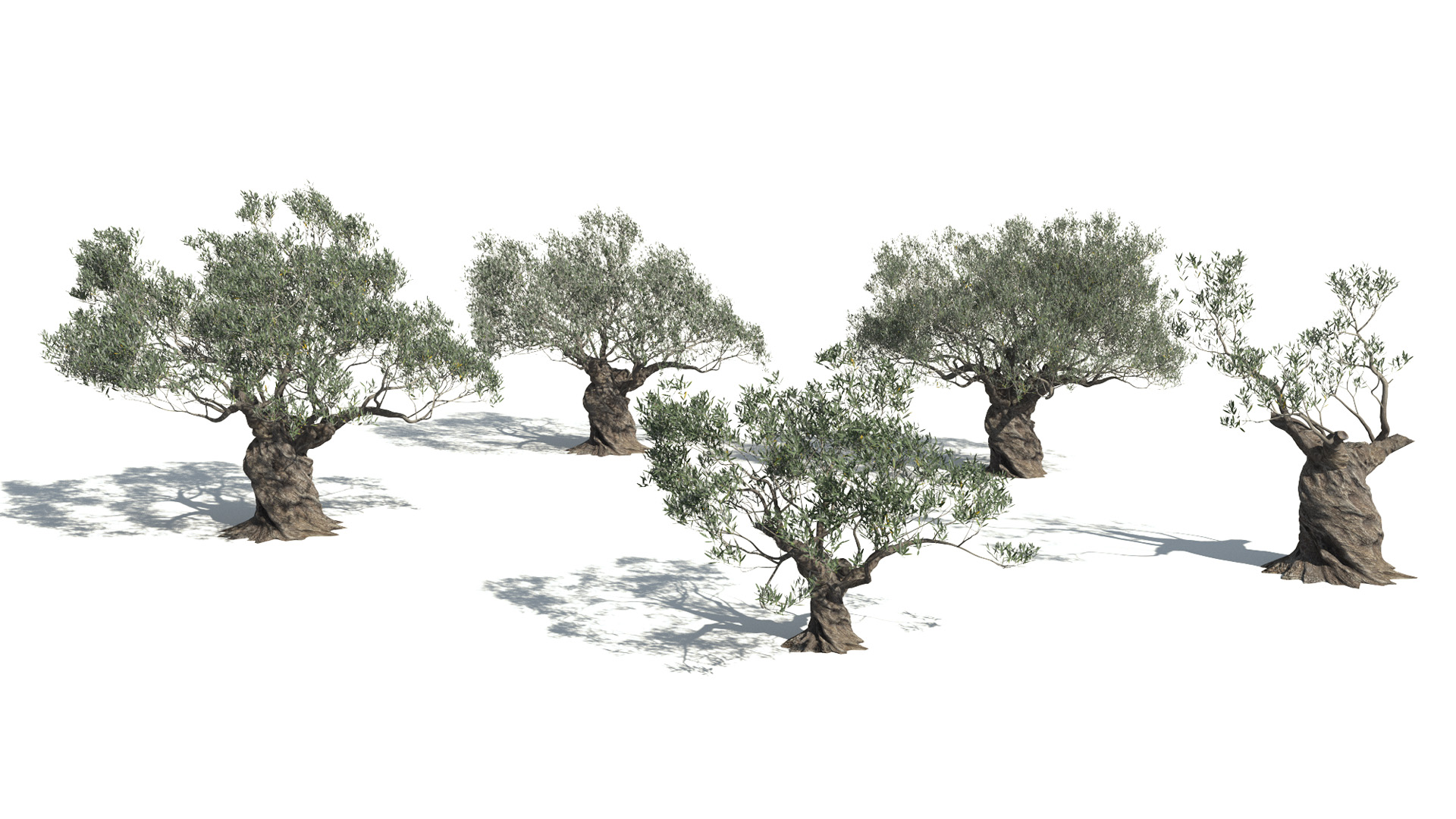 3D model of the Ornamental Olive tree Olea europaea ornamental published parameters