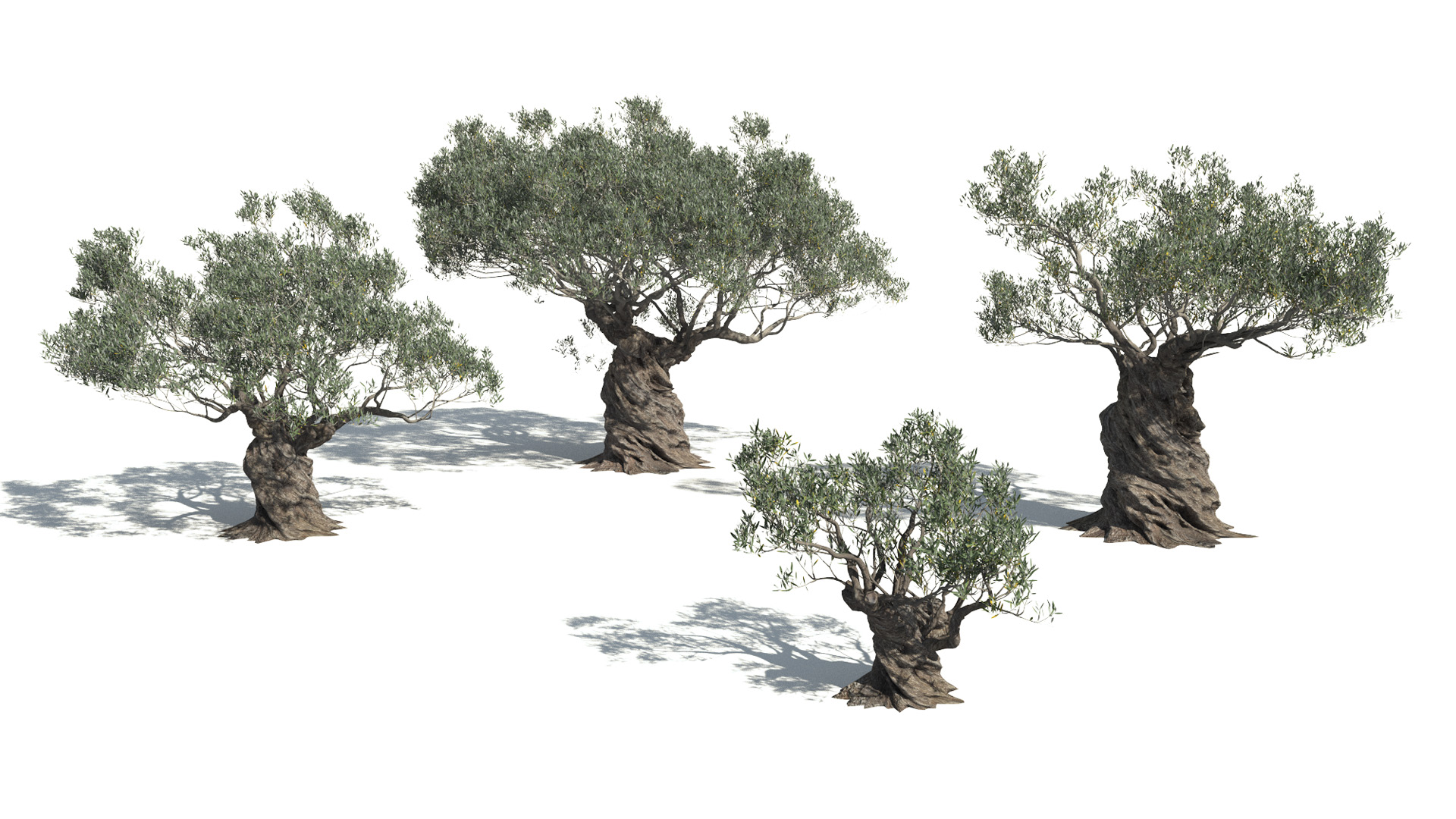 3D model of the Ornamental Olive tree Olea europaea ornamental different presets