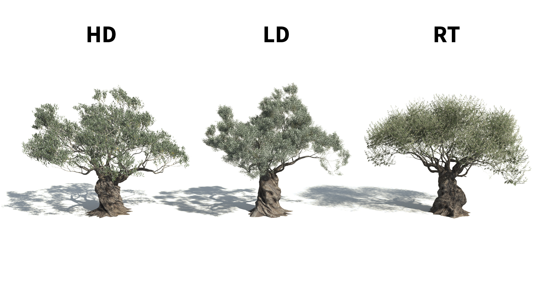 3D model of the Ornamental Olive tree Olea europaea ornamental included versions