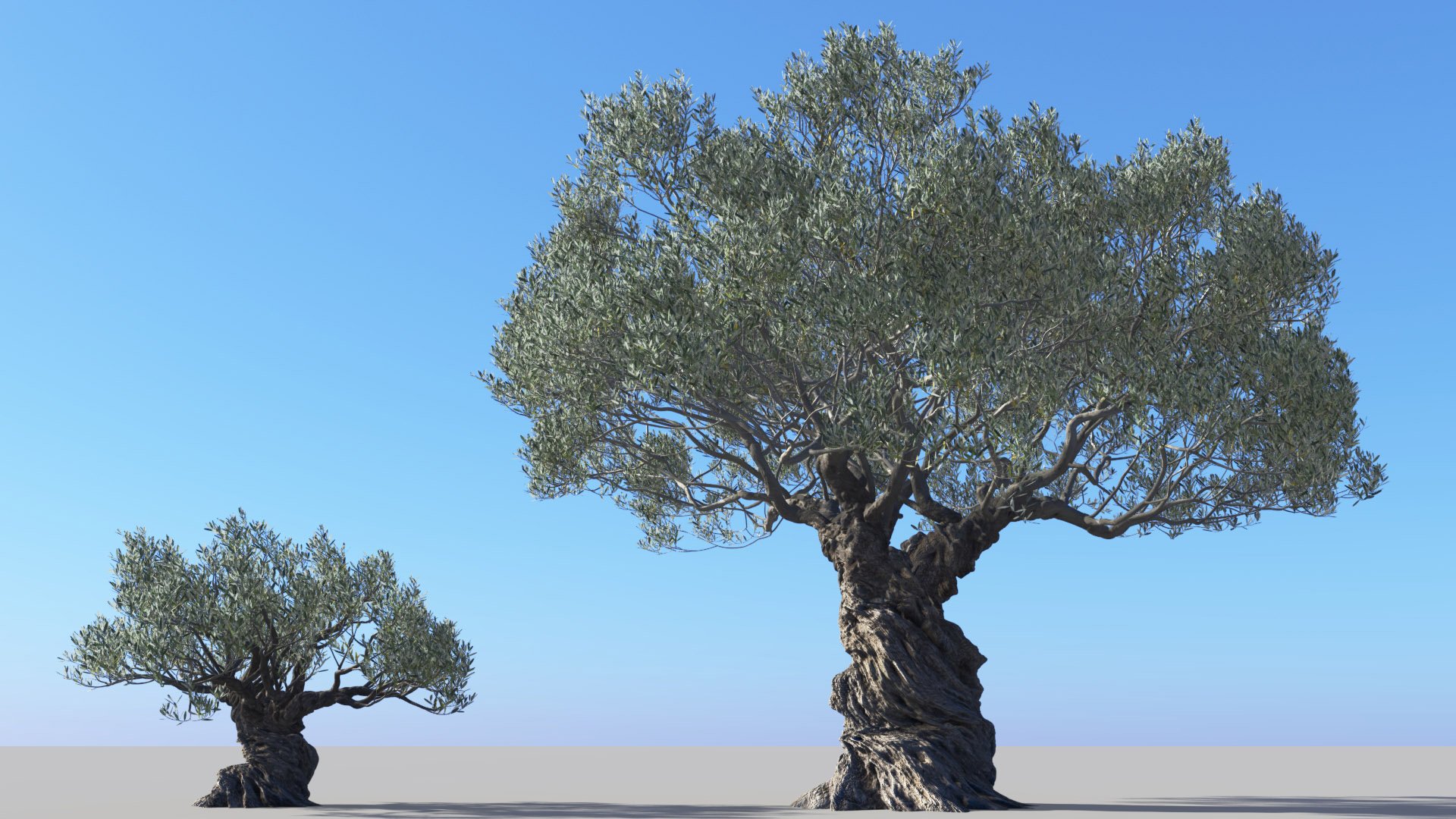 3D model of the Ornamental Olive tree Olea europaea ornamental