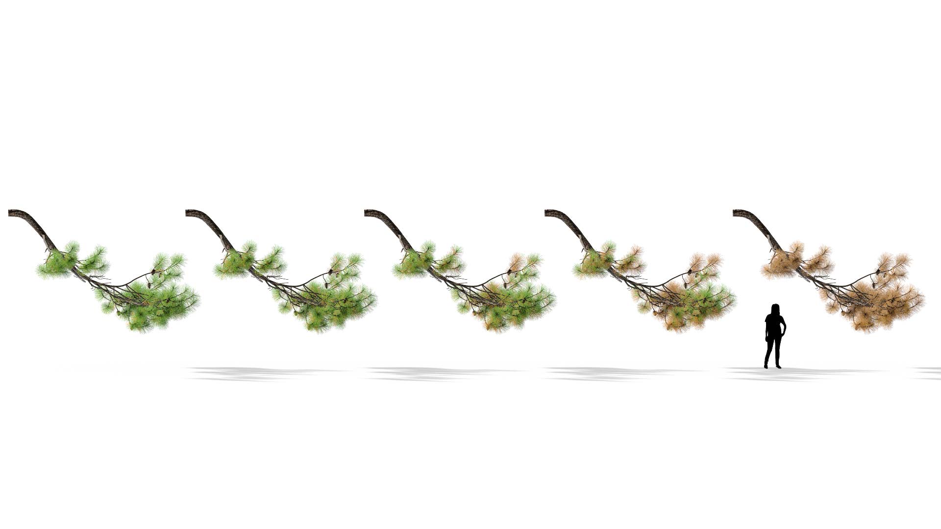 3D model of the Ponderosa pine branch Pinus ponderosa branch health variations