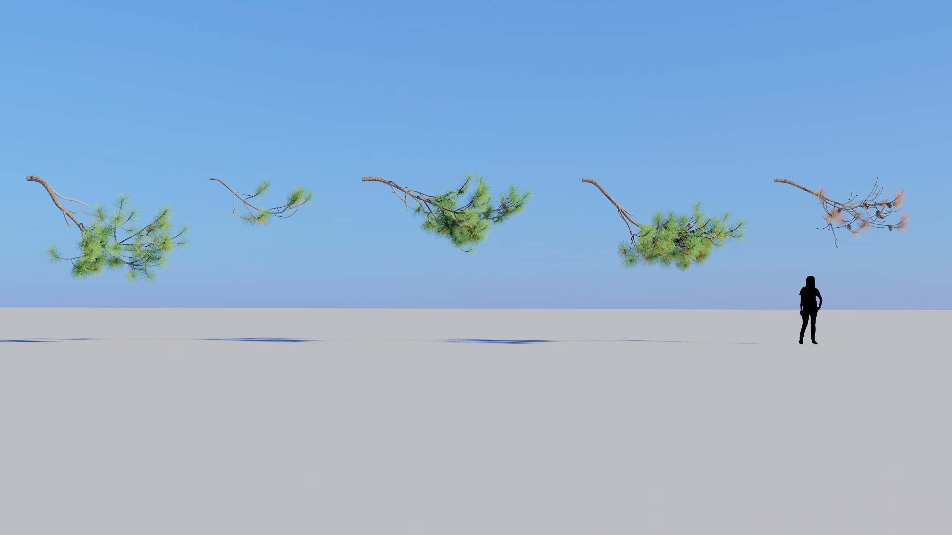 3D model of the Ponderosa pine branch Pinus ponderosa branch