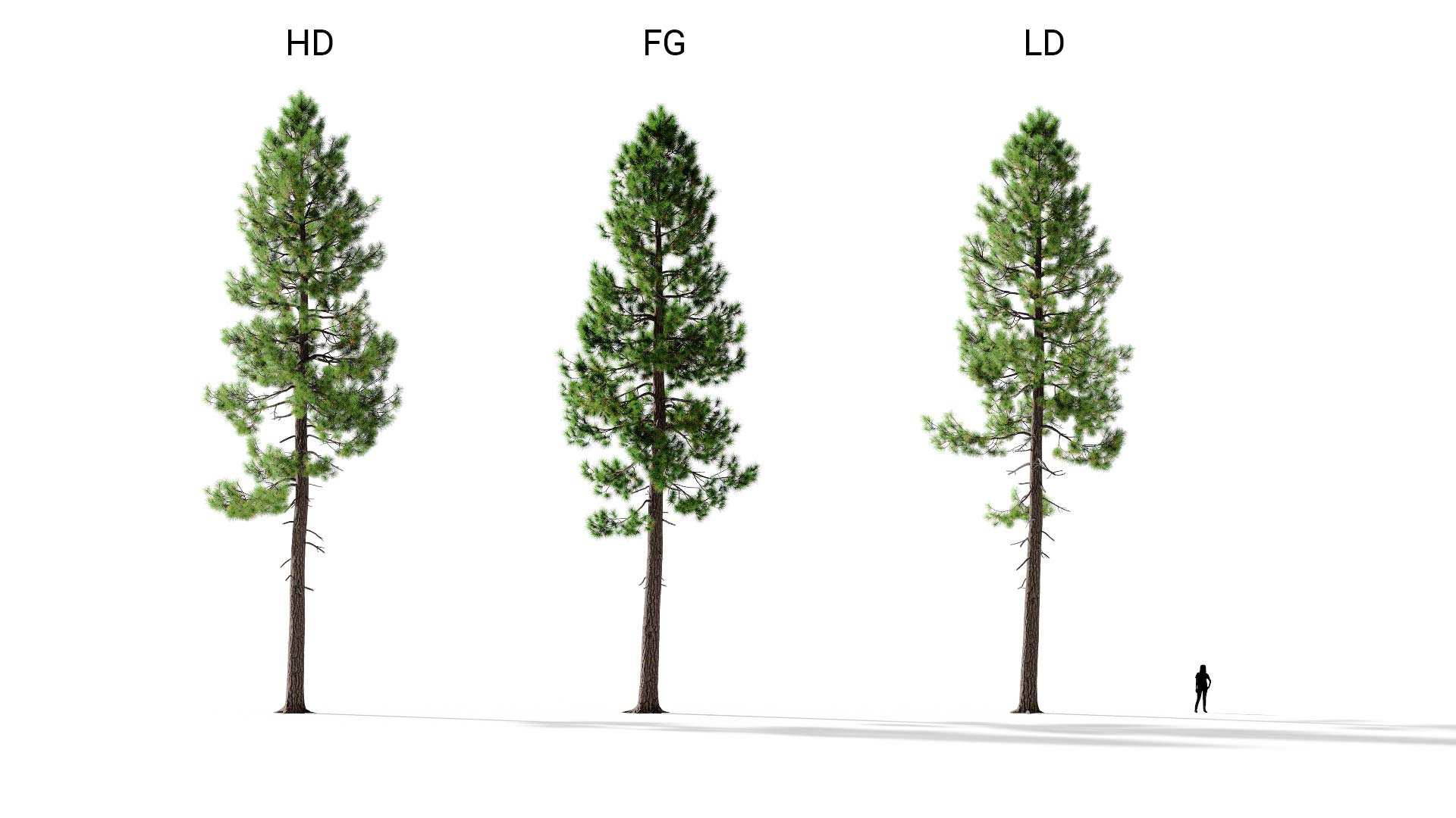 3D model of the Ponderosa pine forest Pinus ponderosa forest included versions