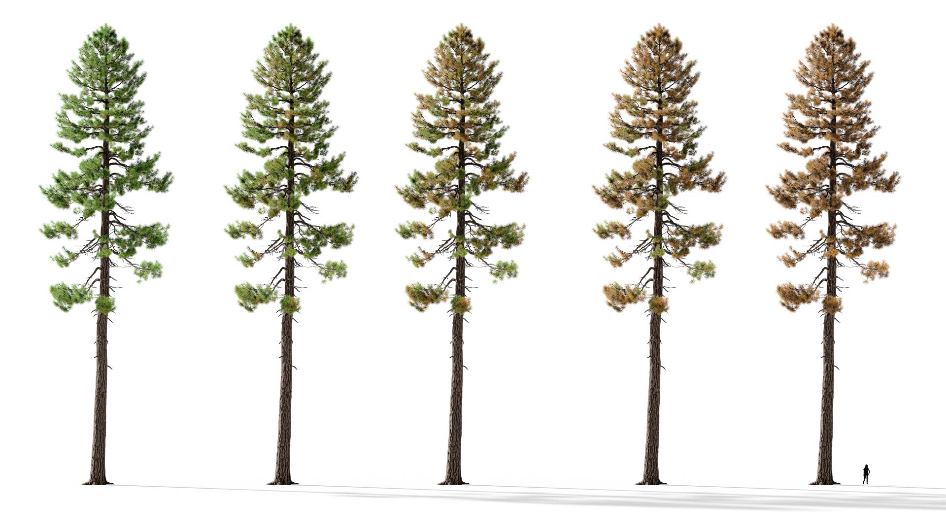 3D model of the Ponderosa pine forest Pinus ponderosa forest health variations