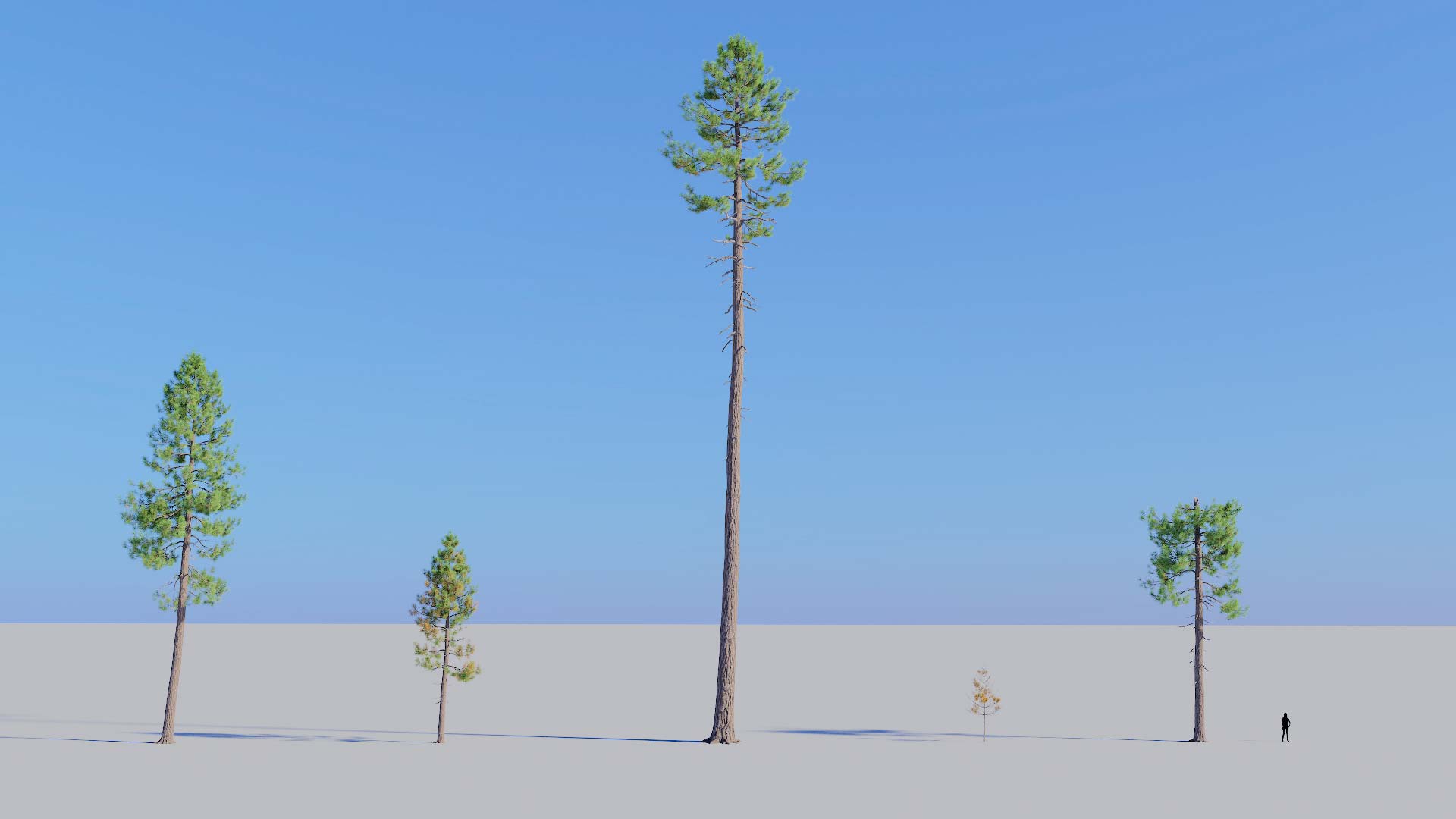 3D model of the Ponderosa pine forest Pinus ponderosa forest