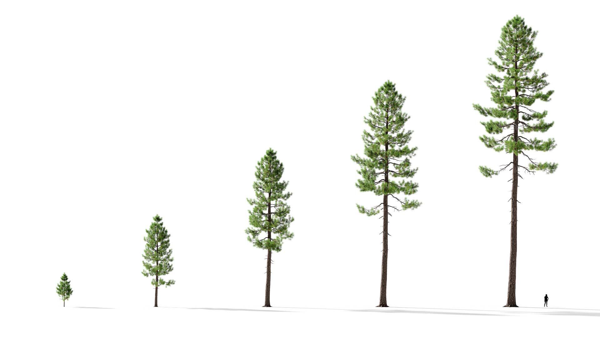 3D model of the Ponderosa pine forest Pinus ponderosa forest maturity variations