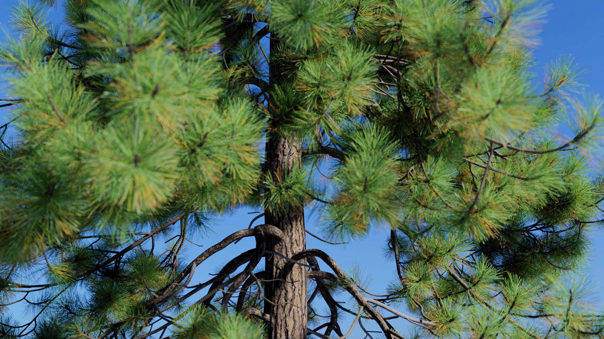 3D model of the Ponderosa pine lone Pinus ponderosa lone
