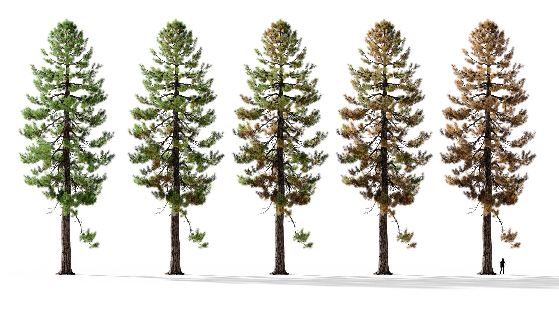 3D model of the Ponderosa pine lone Pinus ponderosa lone health variations