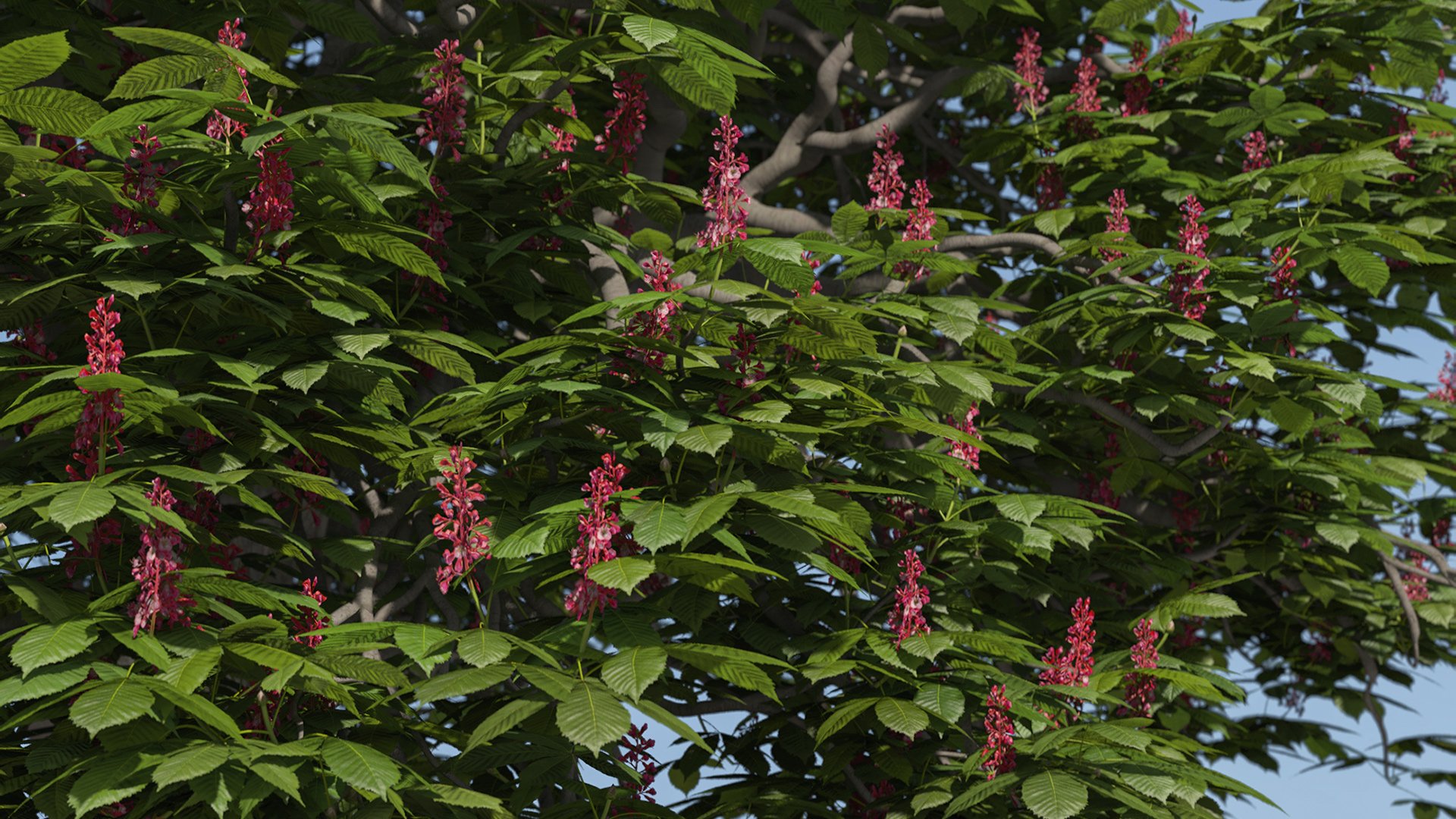 3D model of the Red horse chestnut Aesculus x carnea