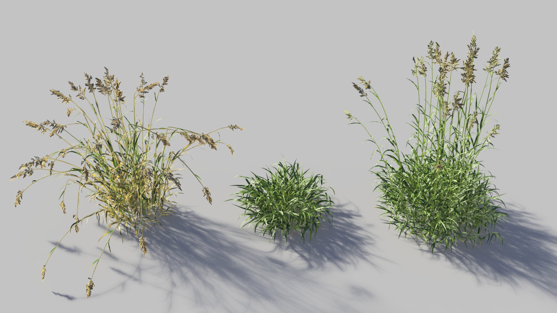 3D model of the Reed canary grass Phalaris arundinacea