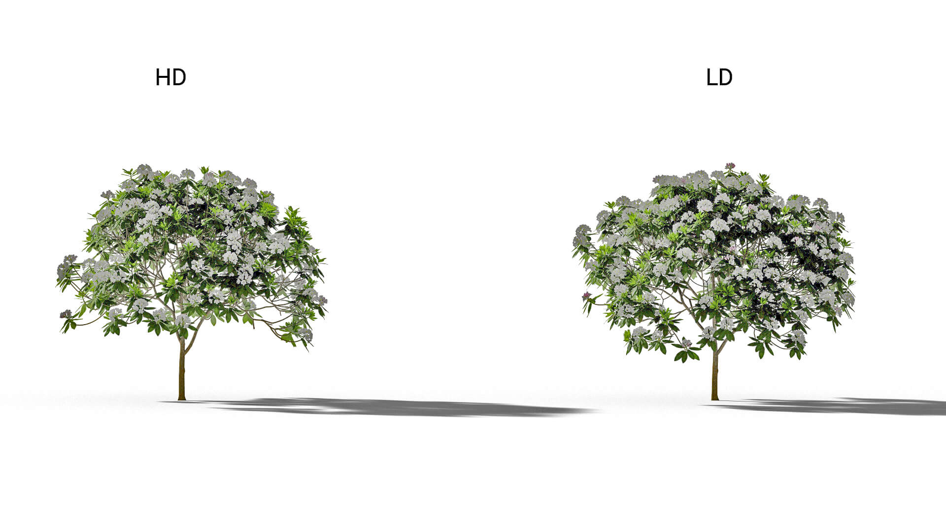 3D model of the Rhododendron Boule de neige Rhododendron 'Boule de neige' included versions