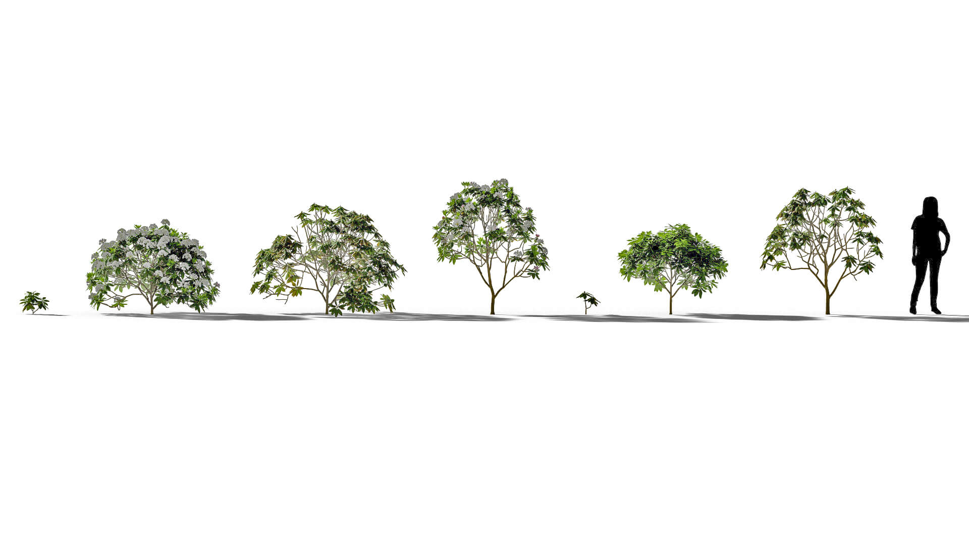 3D model of the Rhododendron Boule de neige Rhododendron 'Boule de neige' different presets