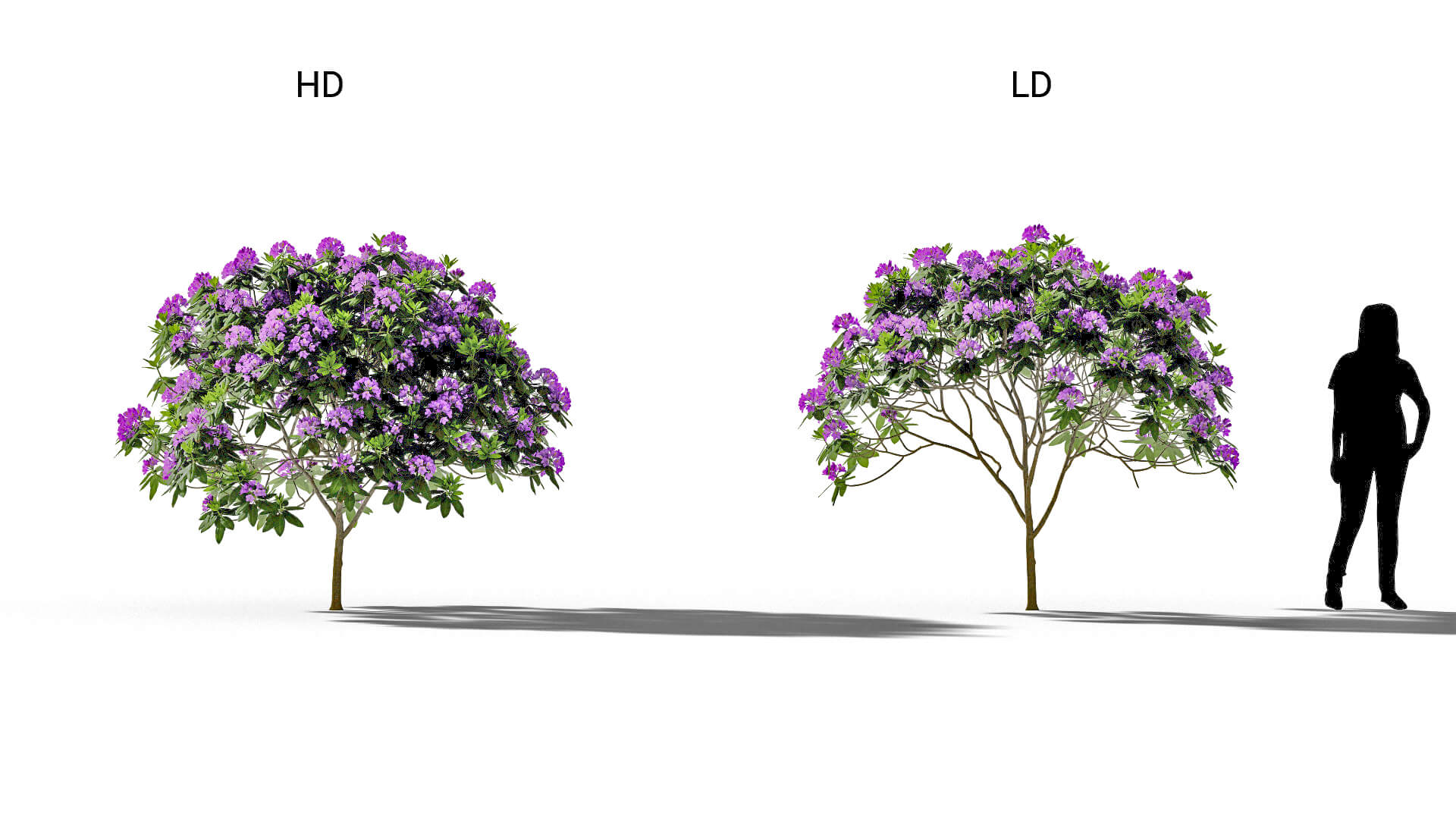 3D model of the Rhododendron Everestianum Rhododendron 'Everestianum' included versions
