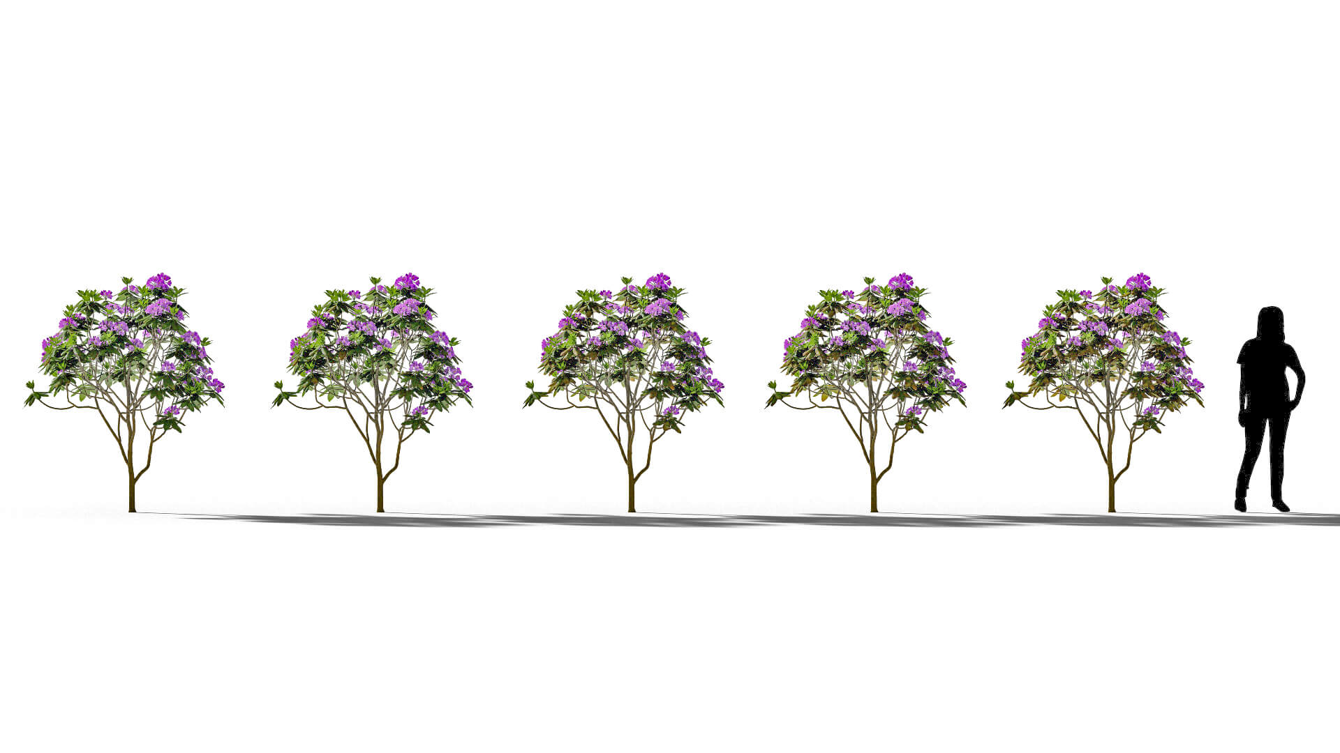 3D model of the Rhododendron Everestianum Rhododendron 'Everestianum' health variations