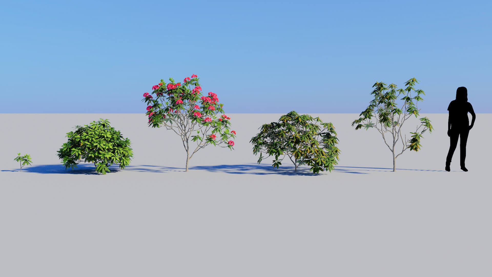 3D model of the Rhododendron Nova Zembla Rhododendron 