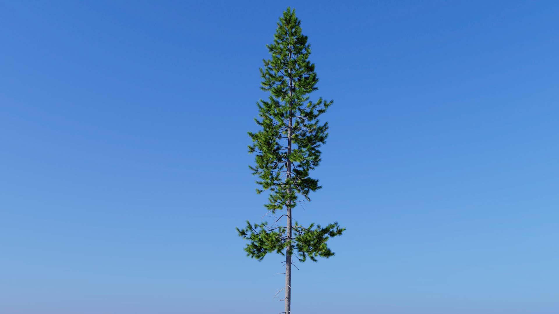 3D model of the Rocky Mountain lodgepole pine forest Pinus contorta var latifolia forest close-up