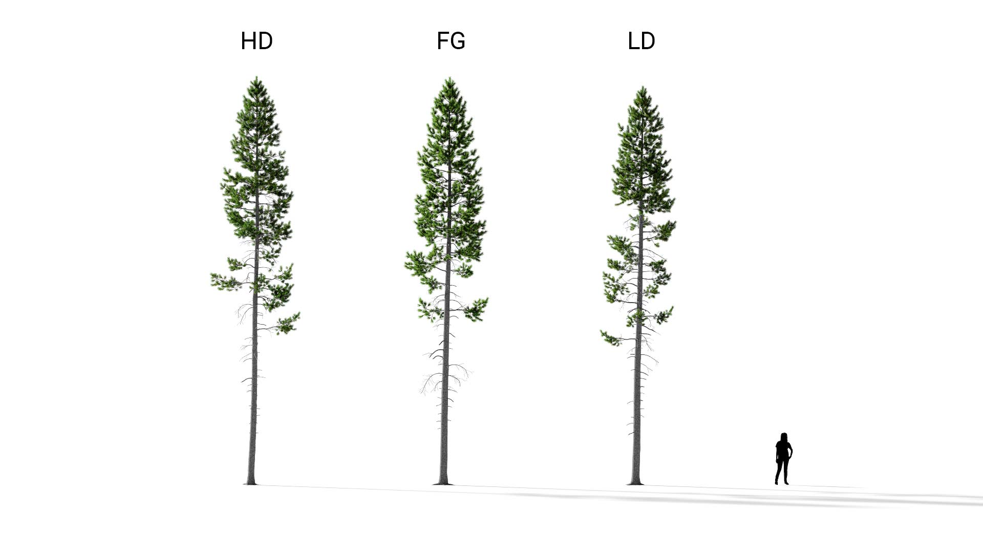 3D model of the Rocky Mountain lodgepole pine forest Pinus contorta var latifolia forest included versions