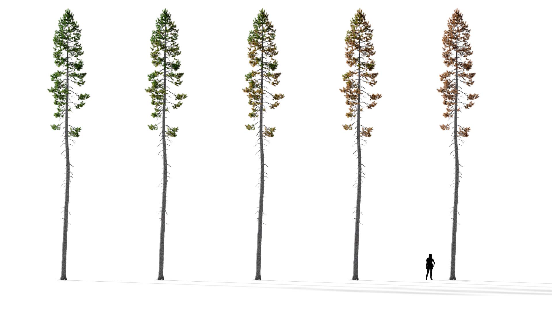 3D model of the Rocky Mountain lodgepole pine forest Pinus contorta var latifolia forest health variations