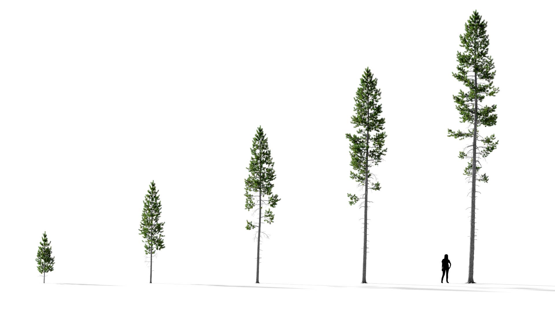 3D model of the Rocky Mountain lodgepole pine forest Pinus contorta var latifolia forest maturity variations