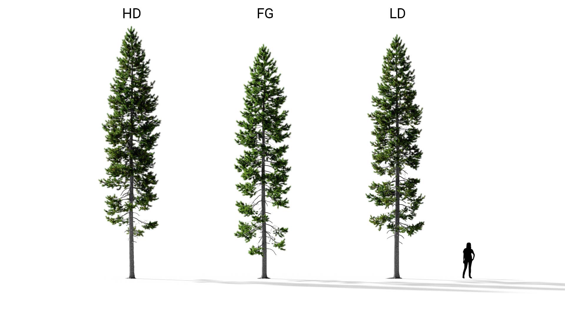 3D model of the Rocky Mountain lodgepole pine lone Pinus contorta var latifolia lone included versions