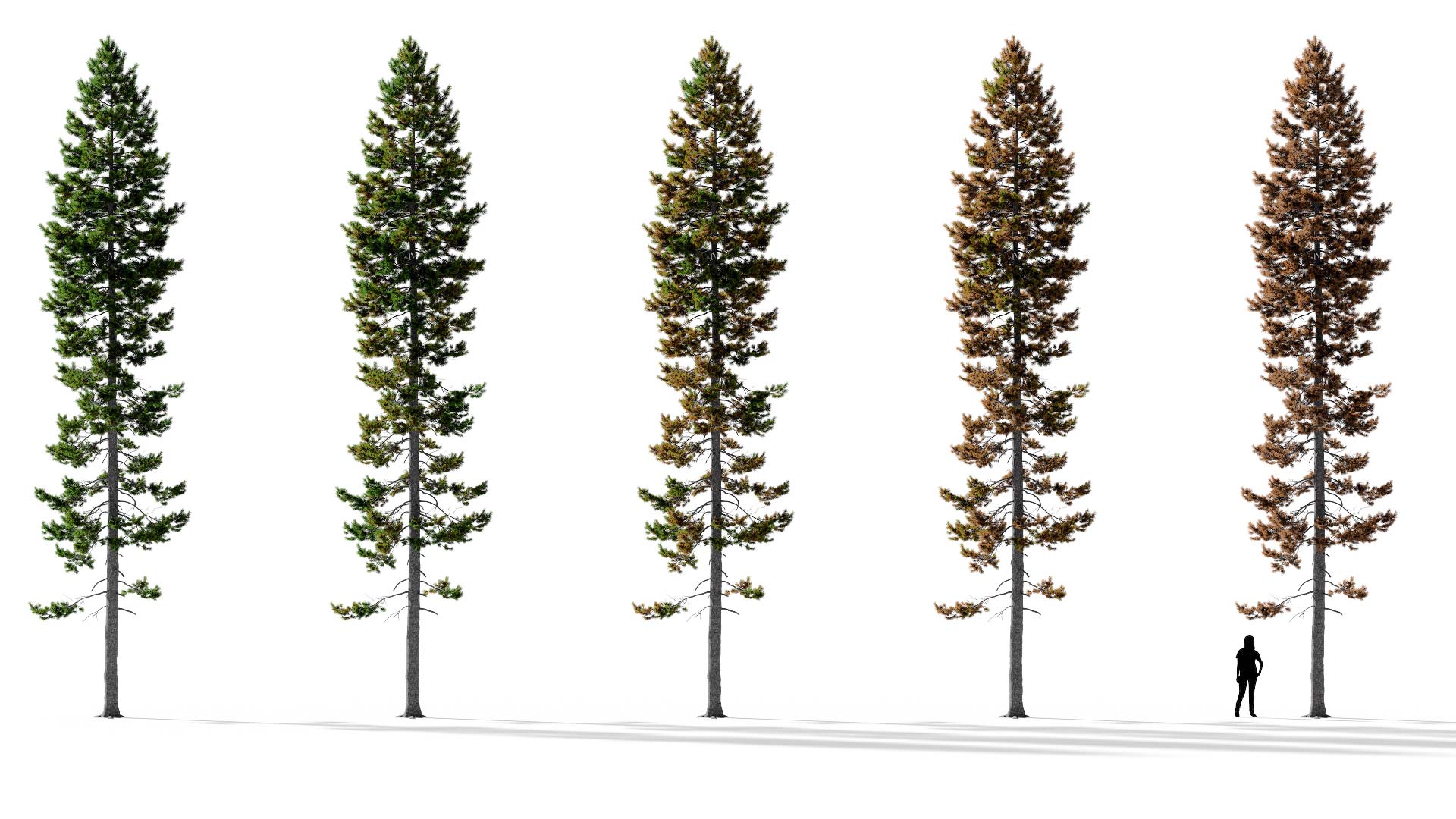 3D model of the Rocky Mountain lodgepole pine lone Pinus contorta var latifolia lone health variations