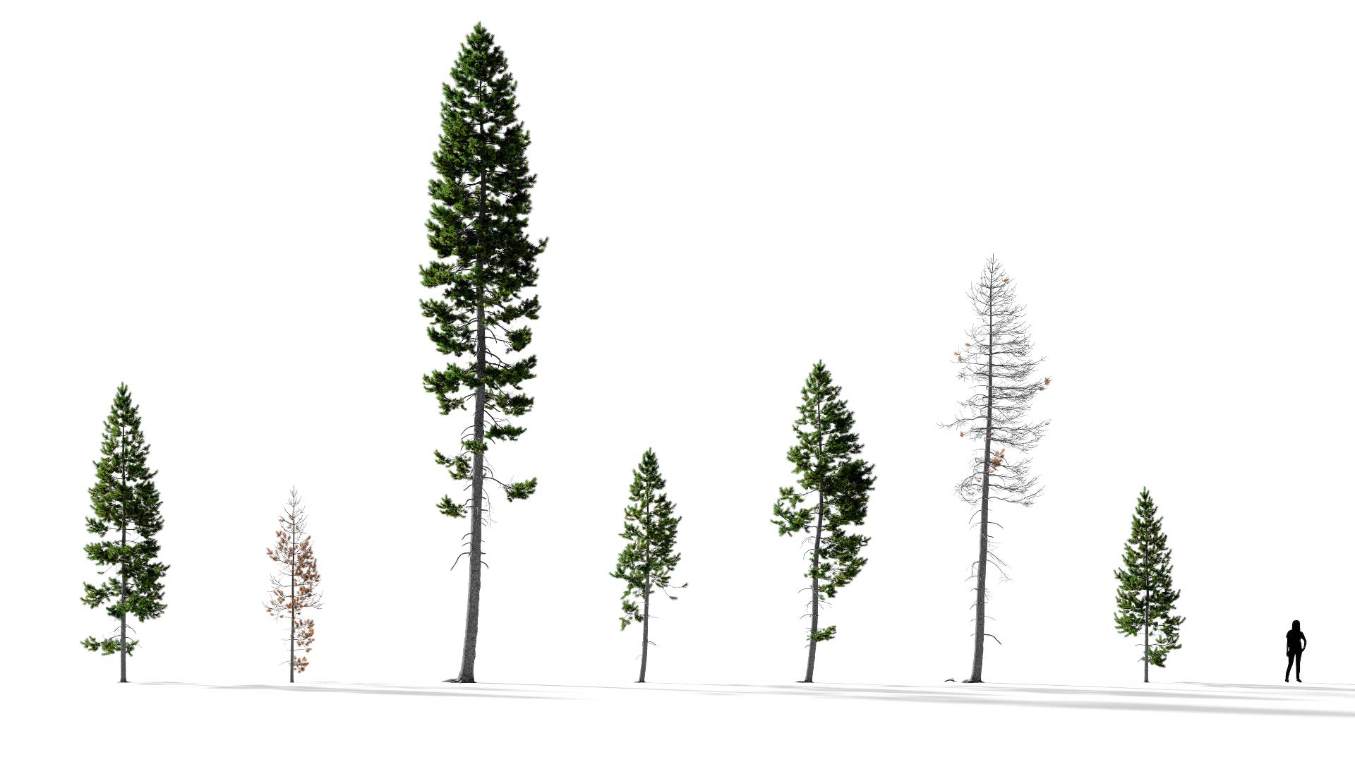 3D model of the Rocky Mountain lodgepole pine lone Pinus contorta var latifolia lone different presets