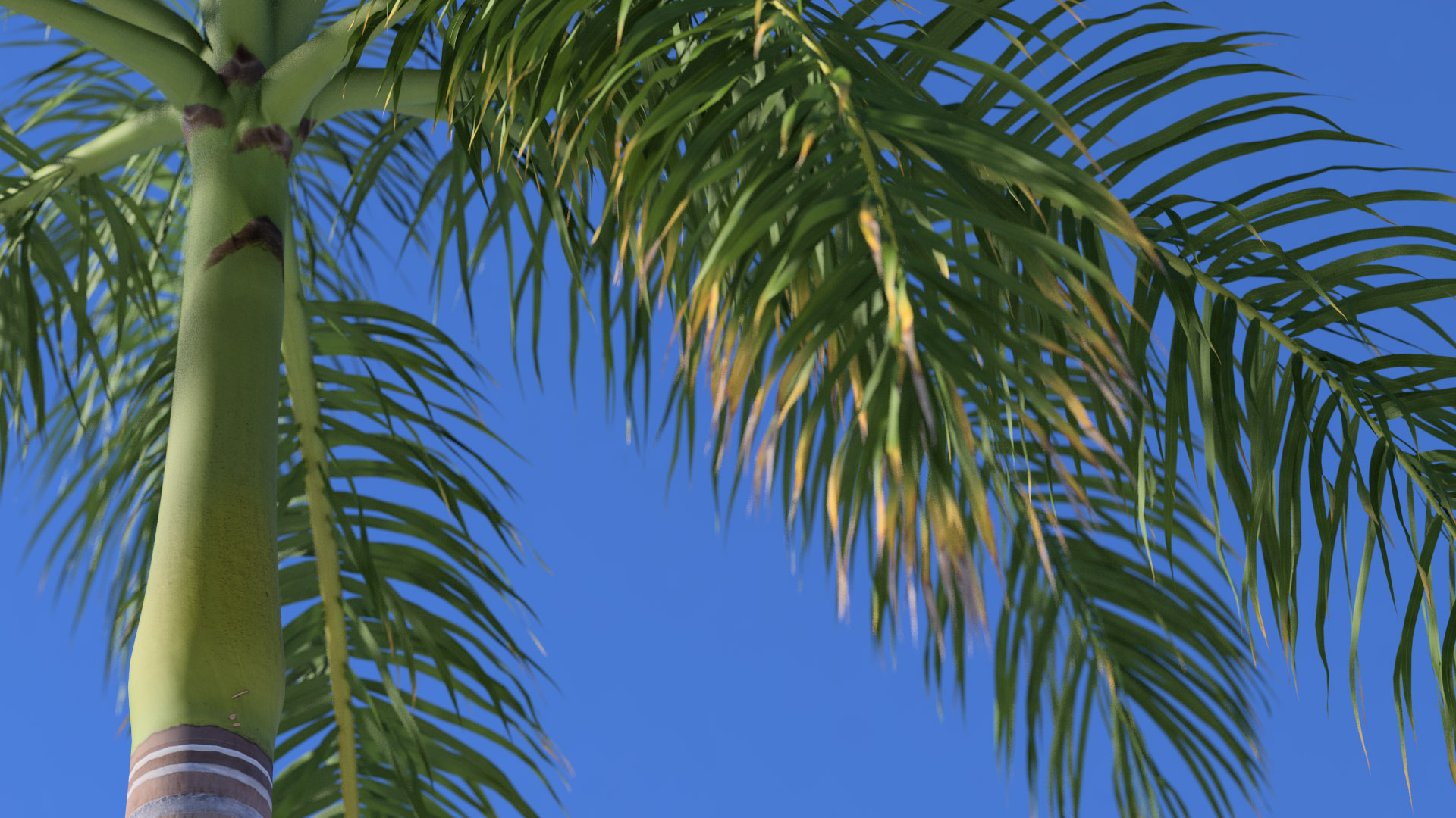 3D model of the Royal palm Roystonea regia