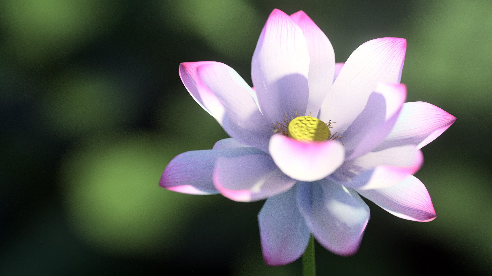 3D model of the Sacred lotus Nelumbo nucifera
