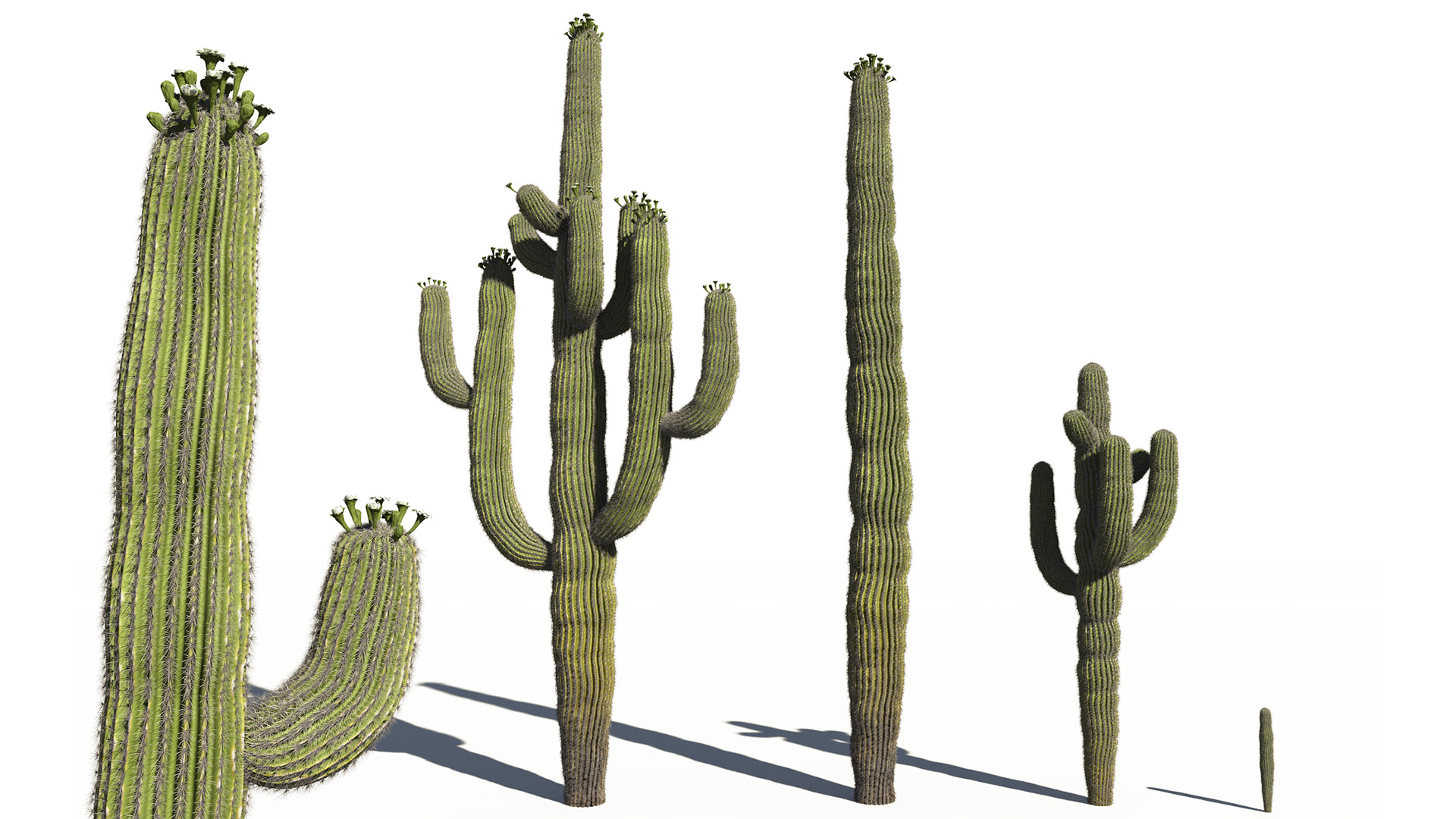 3D model of the Saguaro cactus Carnegiea gigantea