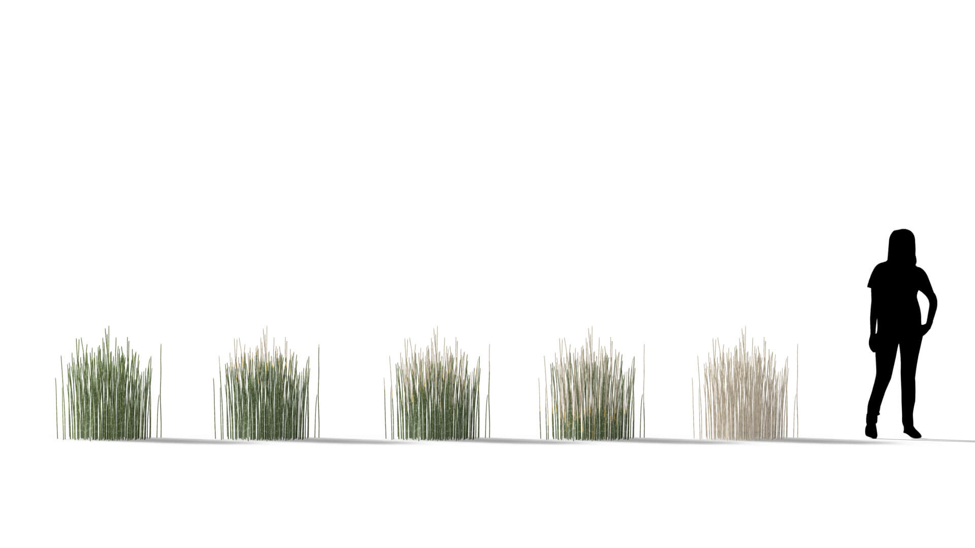 3D model of the Scouring rush Equisetum hyemale health variations