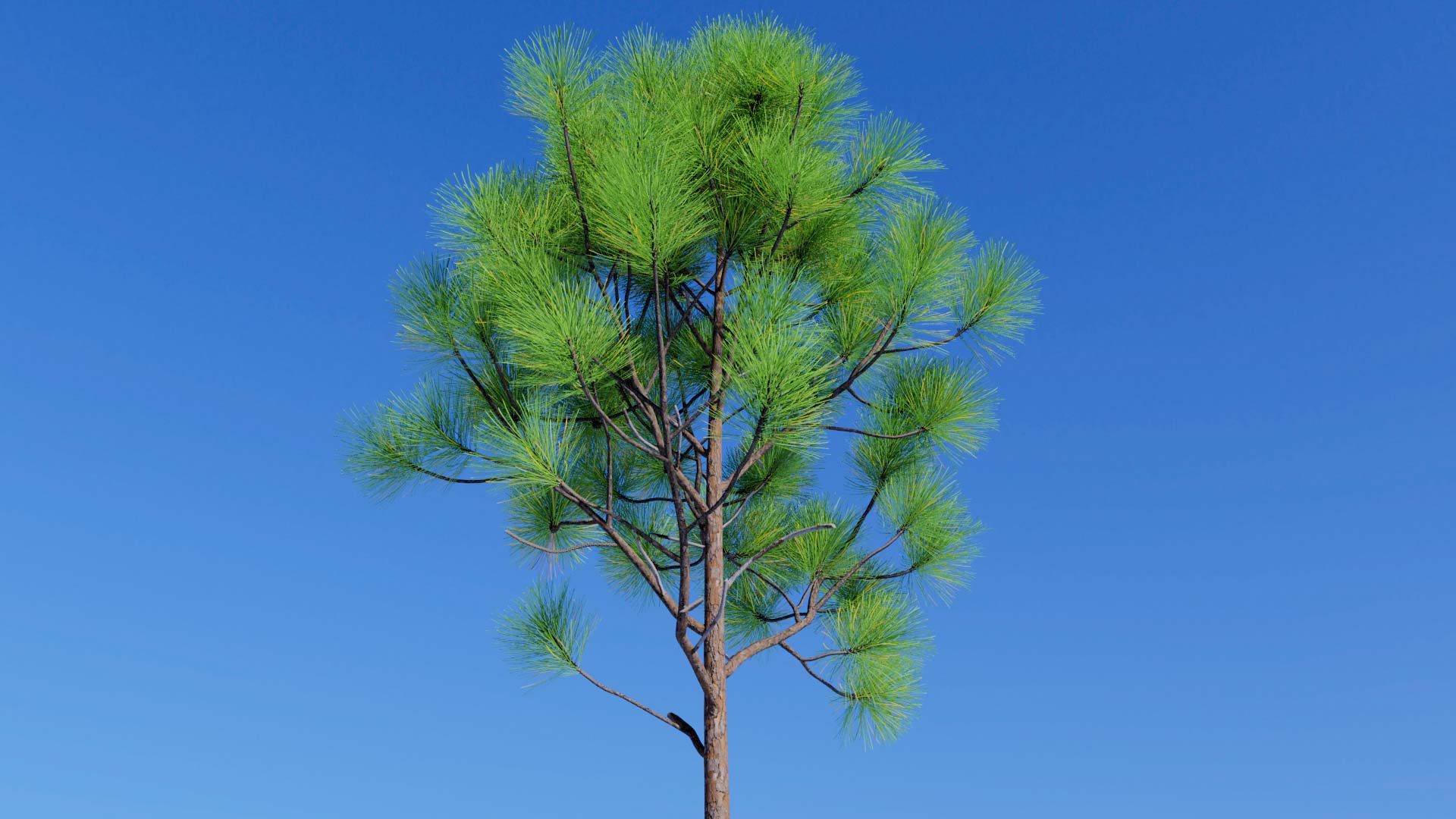 3D model of the Slash pine forest Pinus elliottii forest close-up