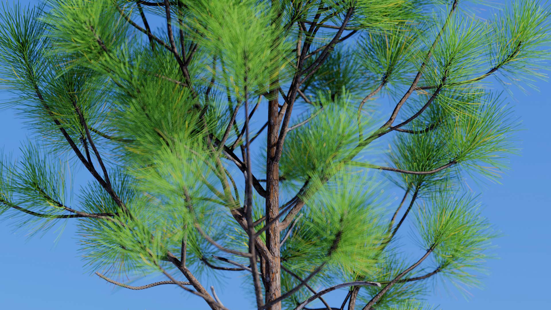 3D model of the Slash pine forest Pinus elliottii forest