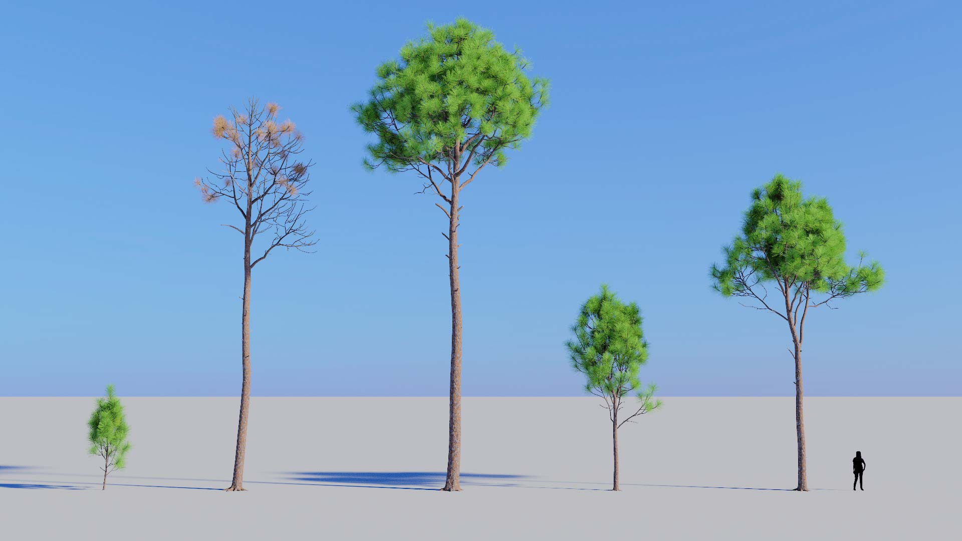 3D model of the Slash pine forest Pinus elliottii forest