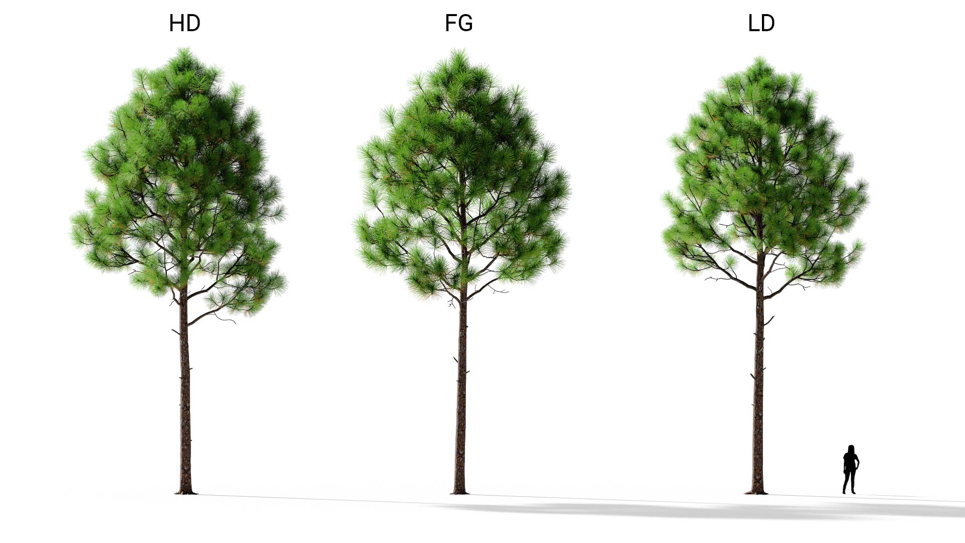 3D model of the Slash pine lone Pinus elliottii lone included versions