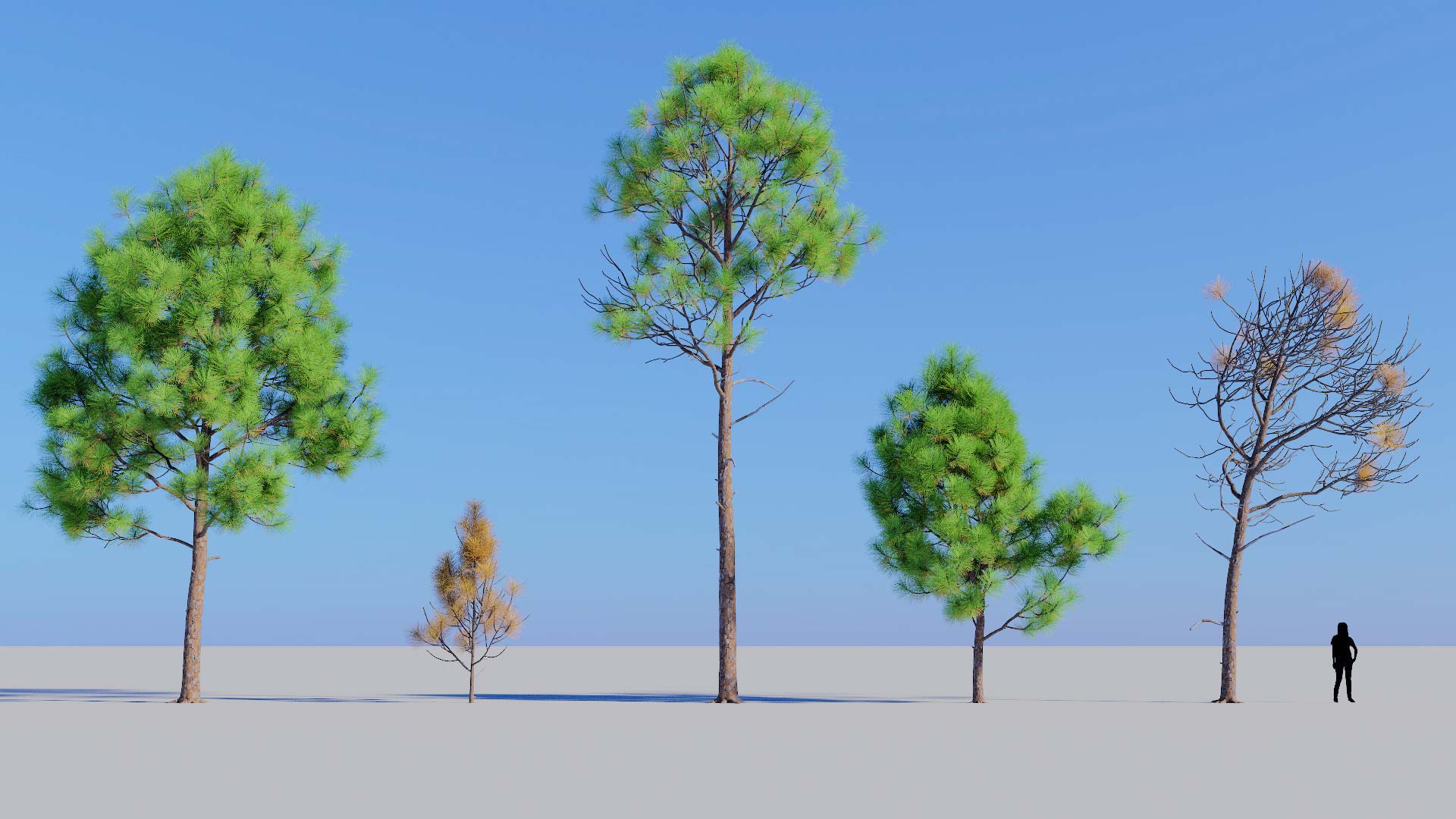3D model of the Slash pine lone Pinus elliottii lone
