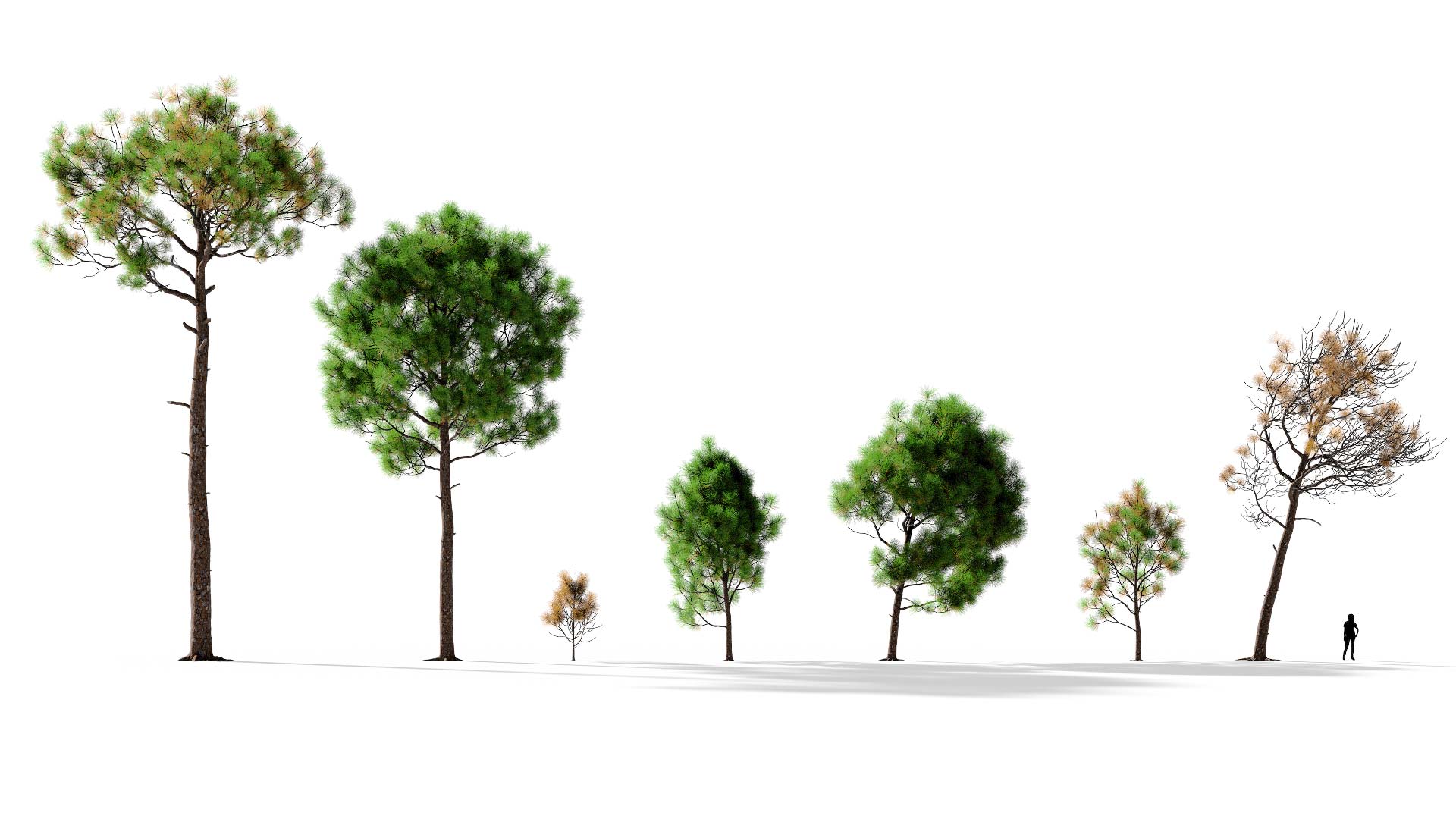 3D model of the Slash pine lone Pinus elliottii lone different presets