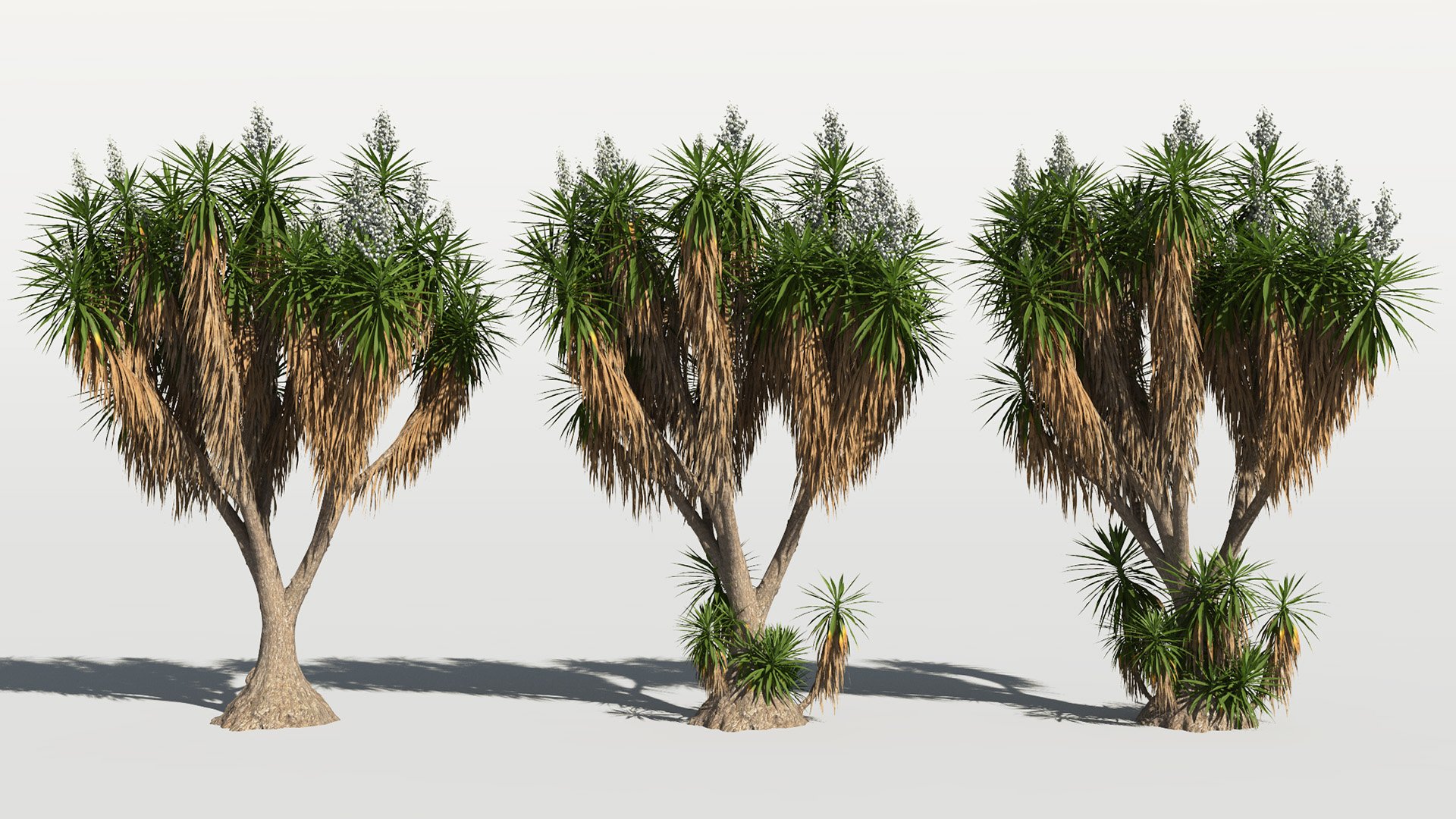3D model of the Spineless yucca Yucca elephantipes