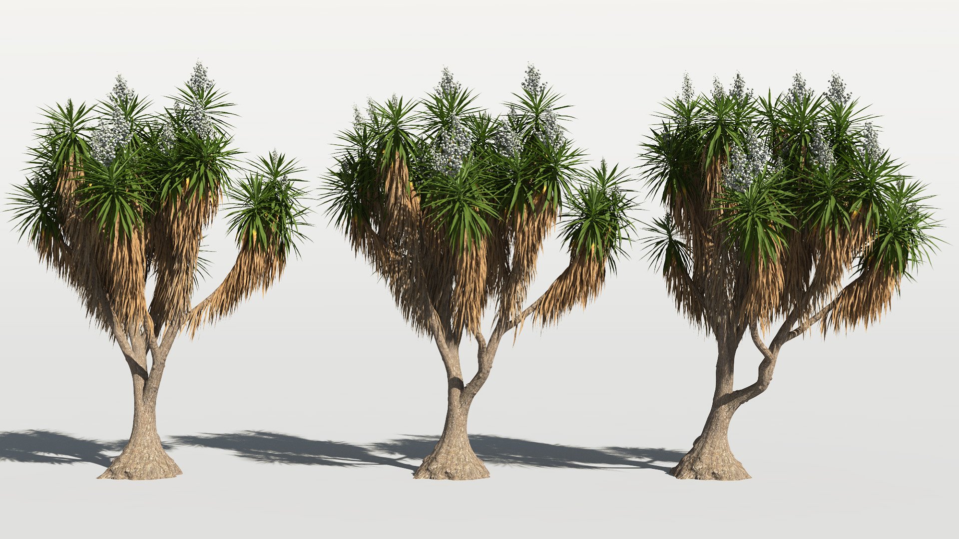 3D model of the Spineless yucca Yucca elephantipes