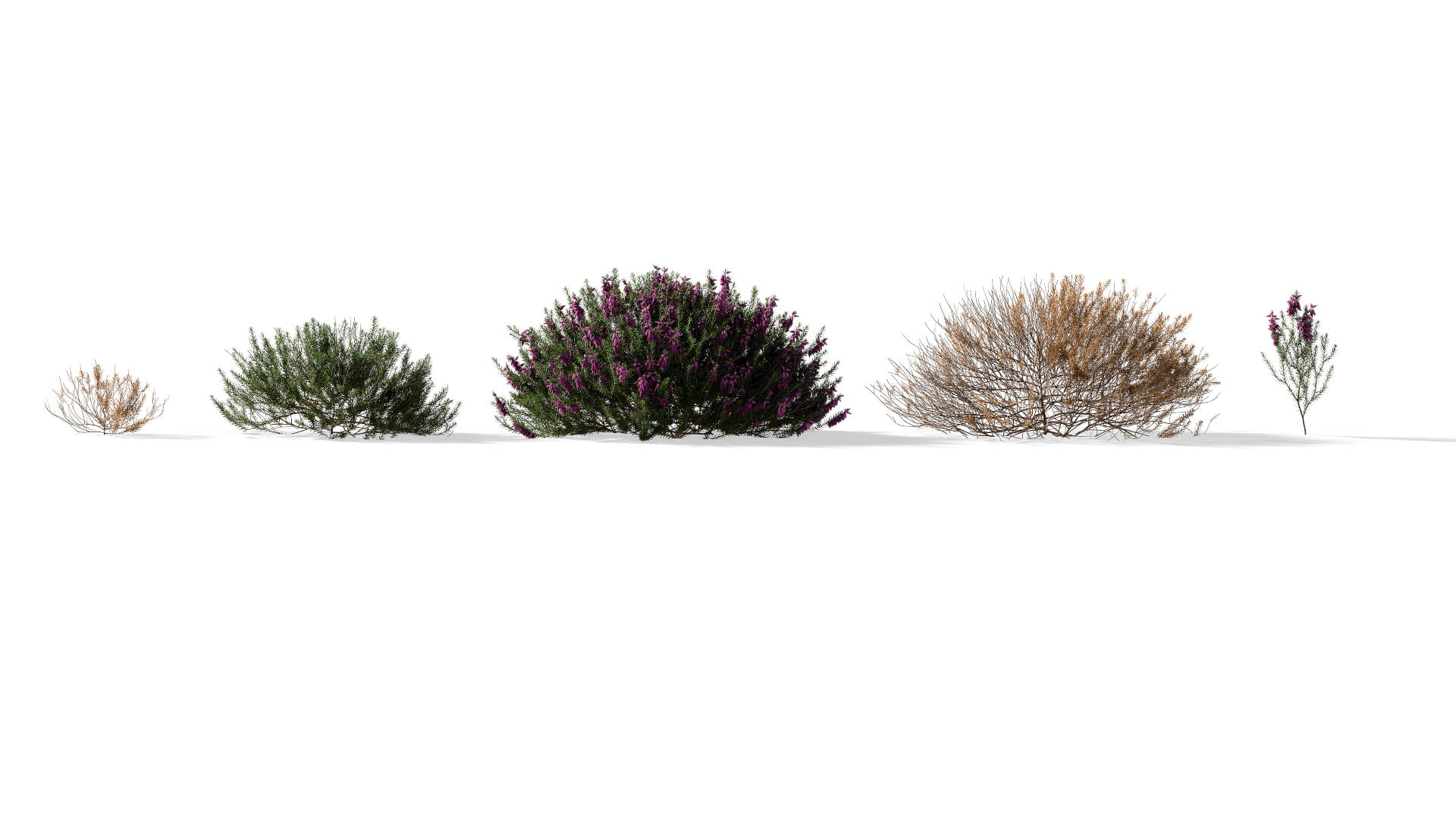 3D model of the Spring heath dark pink Erica carnea dark pink different presets